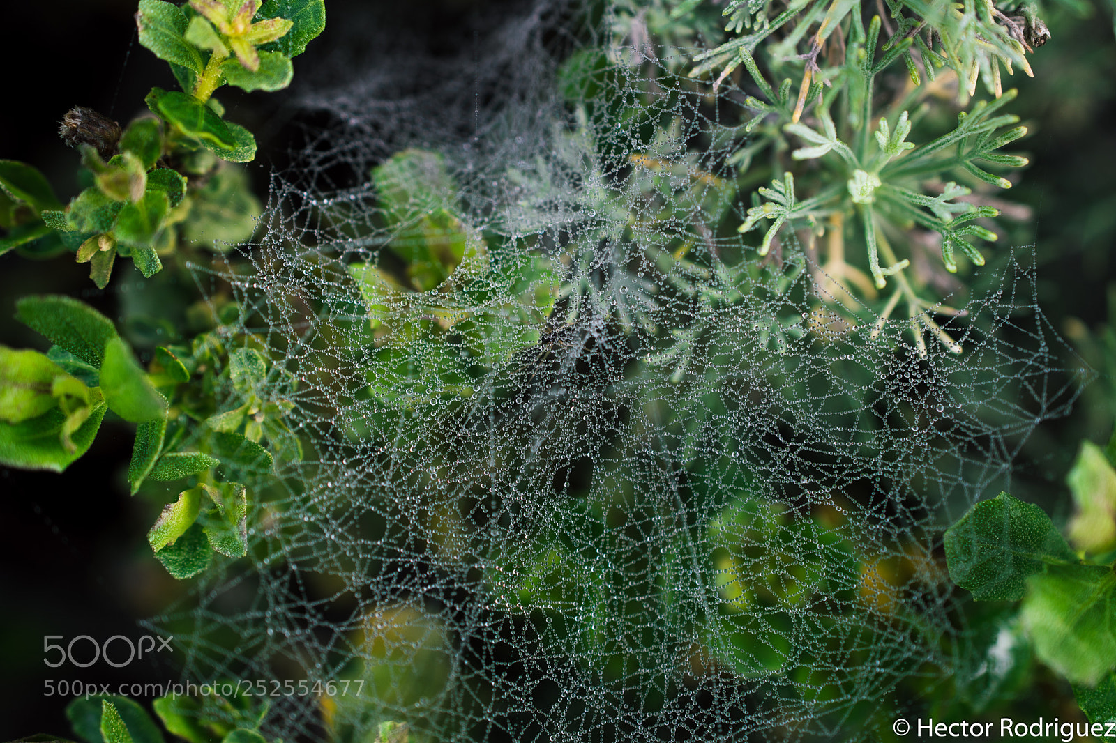 Nikon D7500 sample photo. Spider webs photography