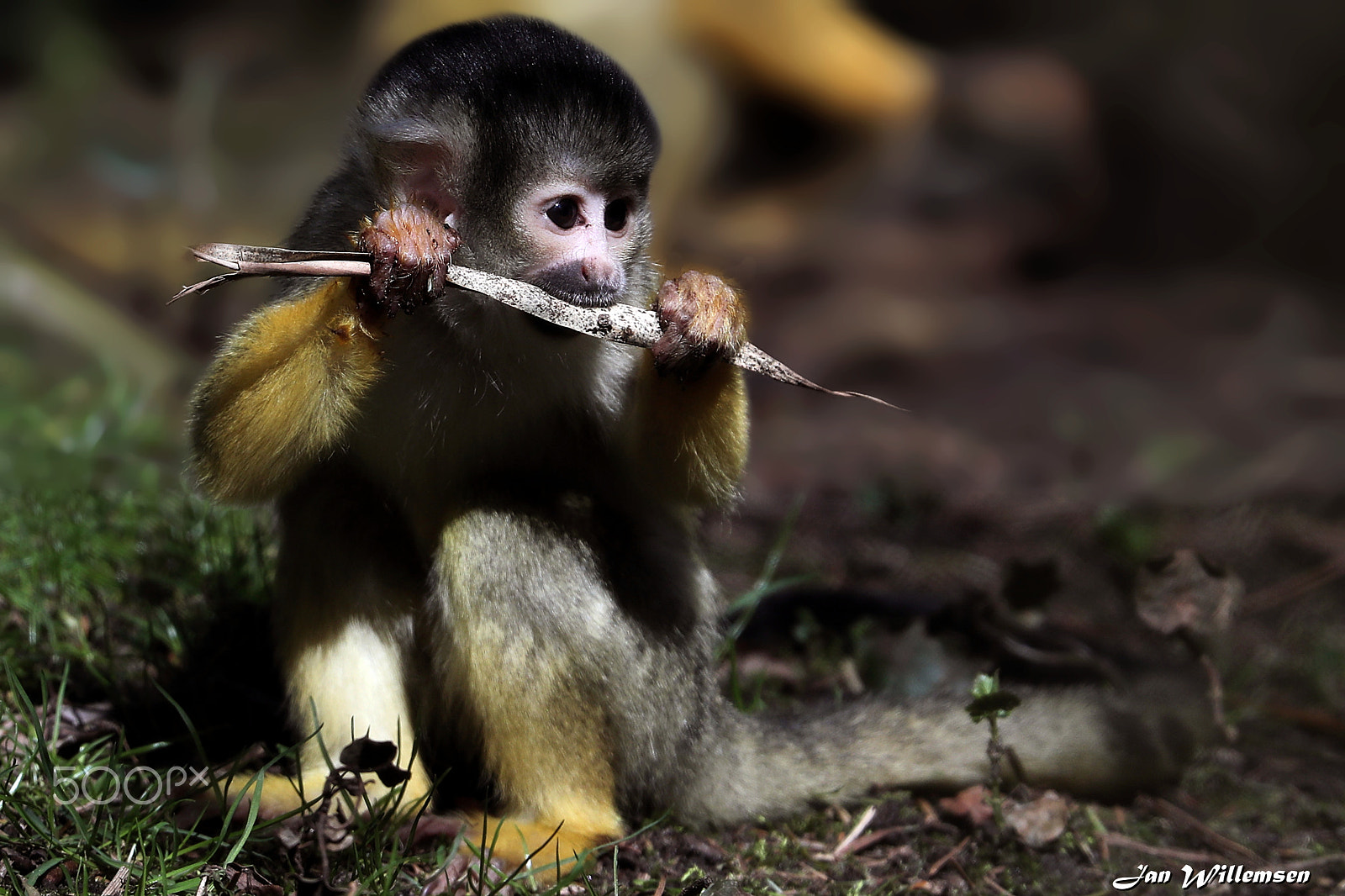 Canon EF 300mm F2.8L IS II USM sample photo. Squirrel monkey photography