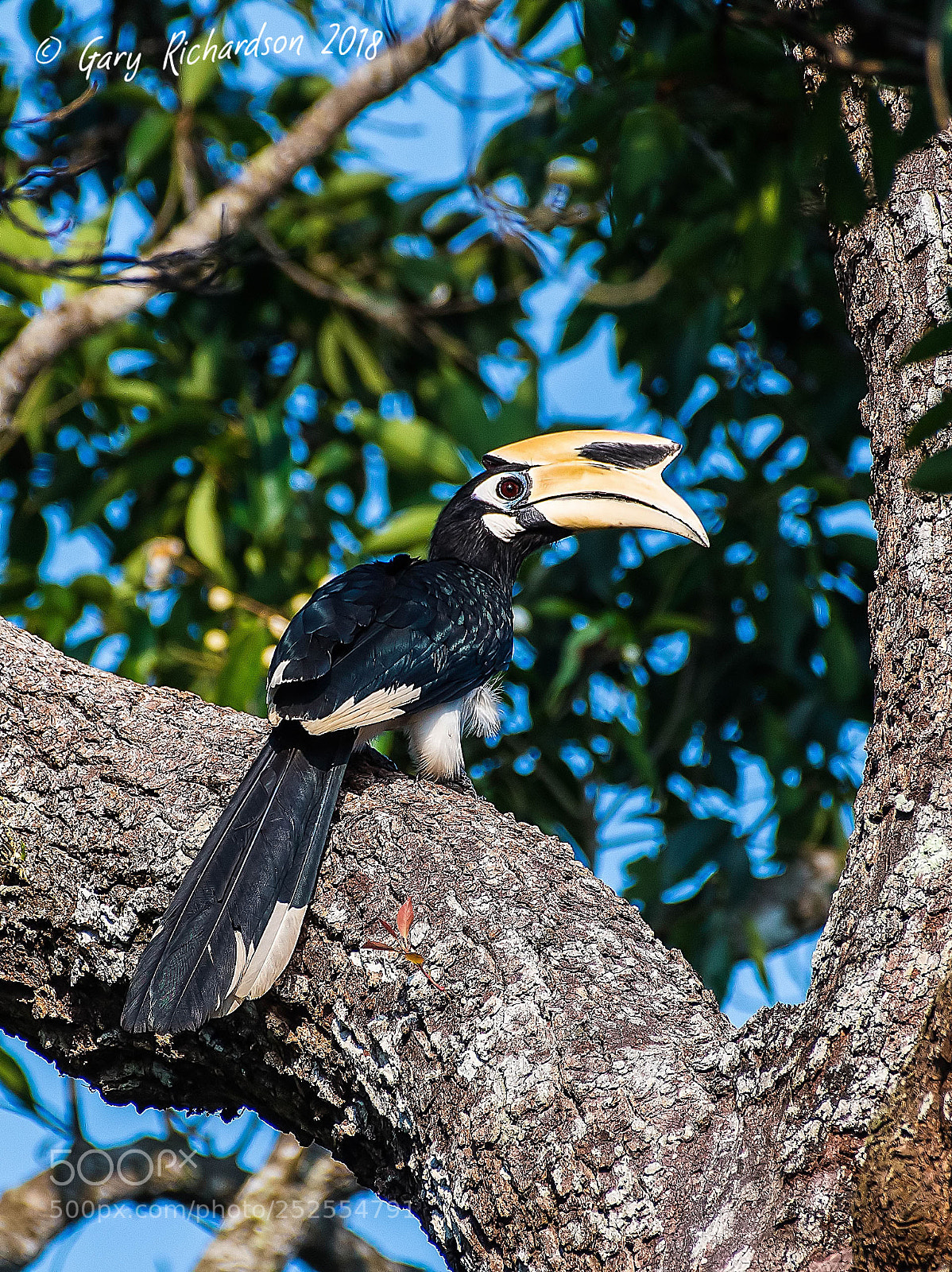 Nikon D500 sample photo. Oriental pied hornbill khao photography