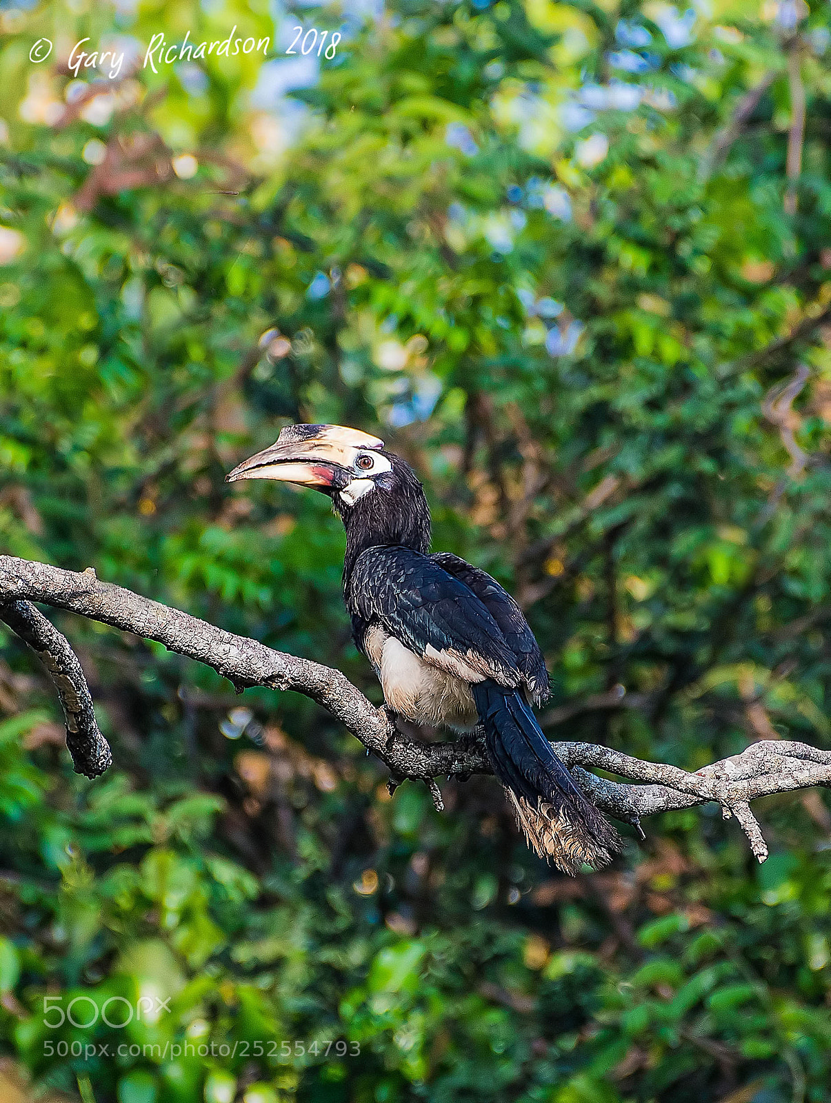 Nikon D500 sample photo. Oriental pied hornbill khao photography