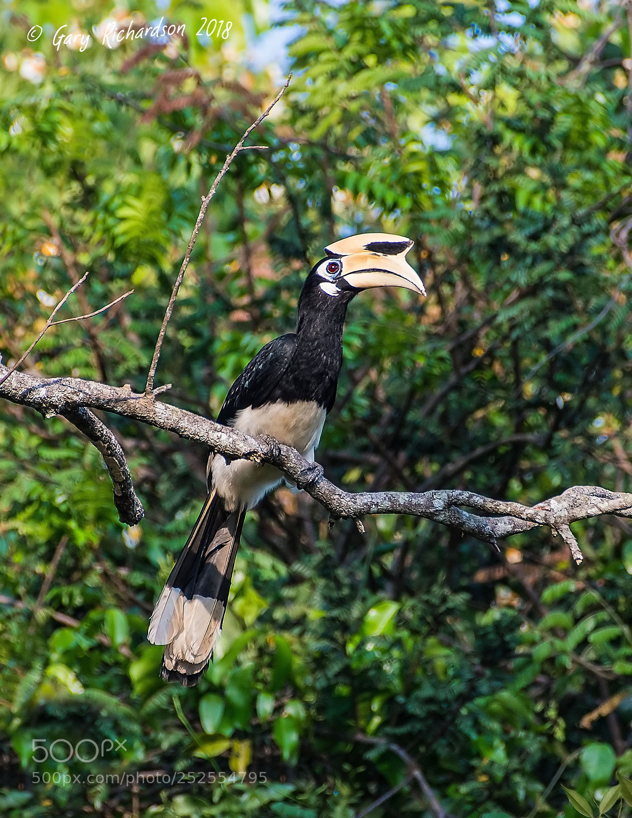 Nikon D500 sample photo. Oriental pied hornbill khao photography