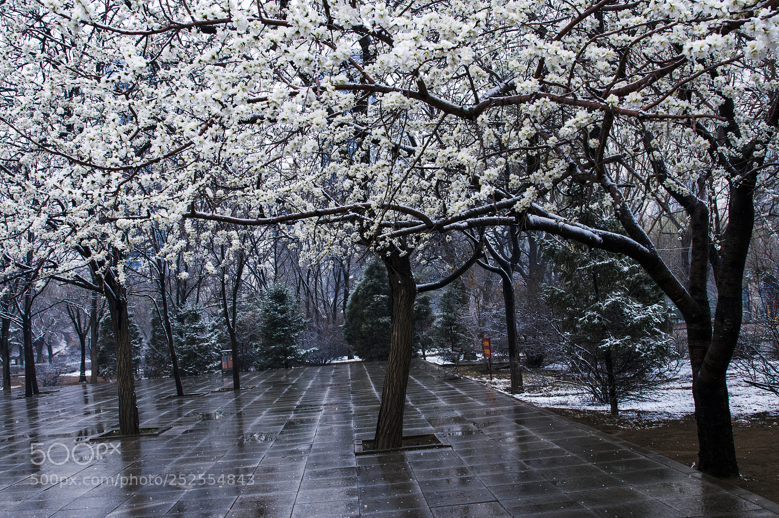 Nikon D300 sample photo. Flowers and snow photography
