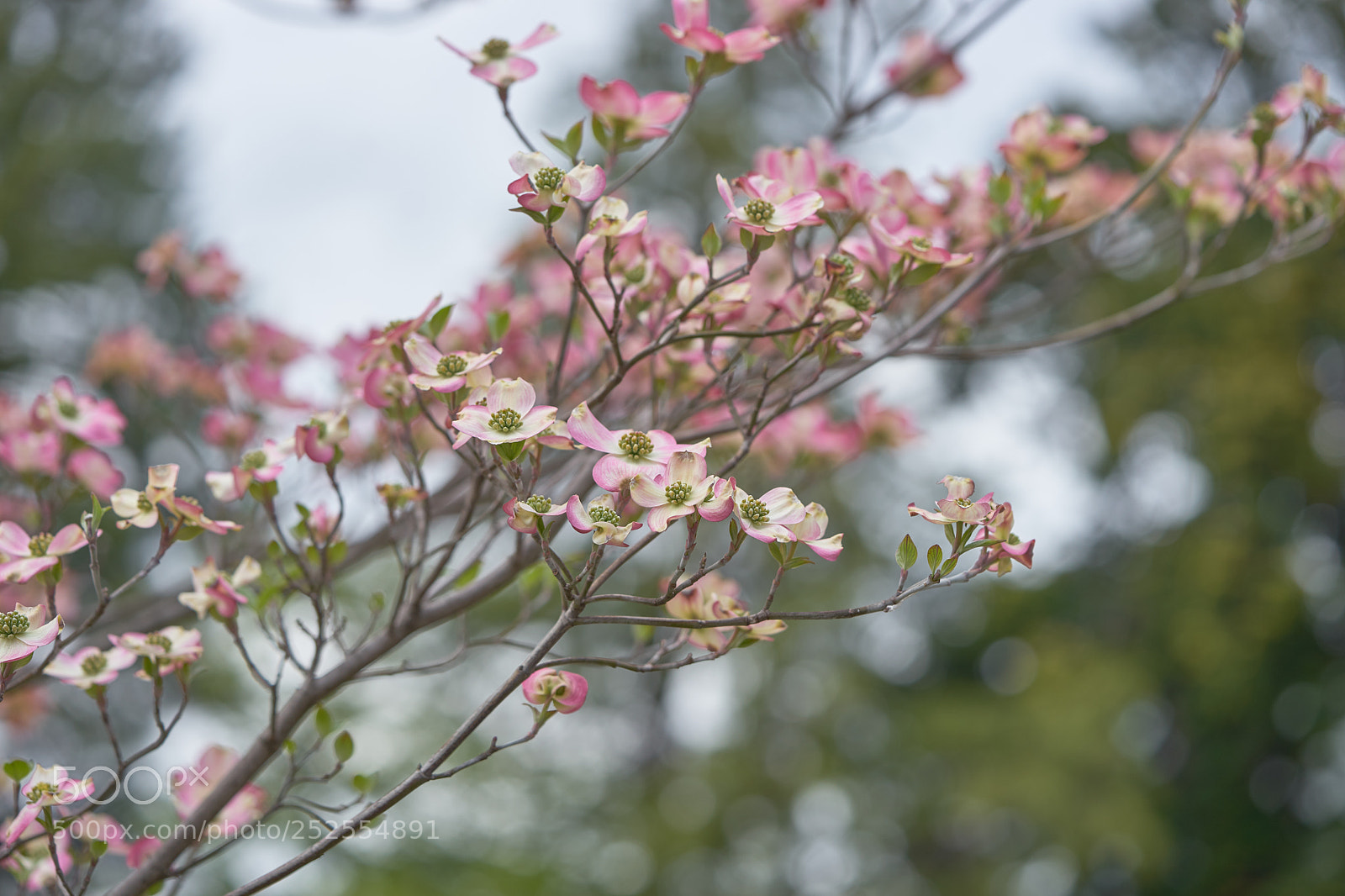 Sony a7 sample photo. Flowers 6360 photography