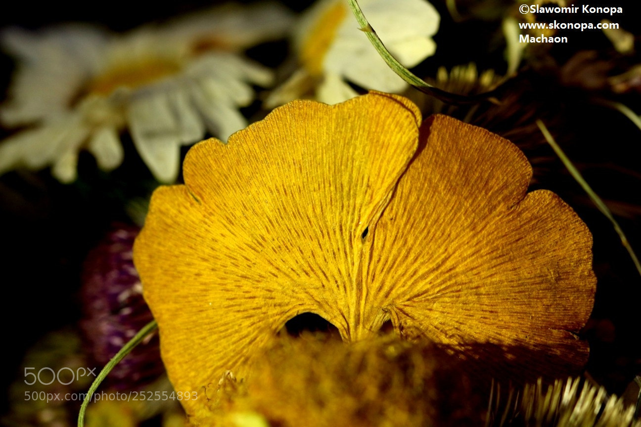 Canon EOS 700D (EOS Rebel T5i / EOS Kiss X7i) sample photo. Yellow ginkgo leaf and photography