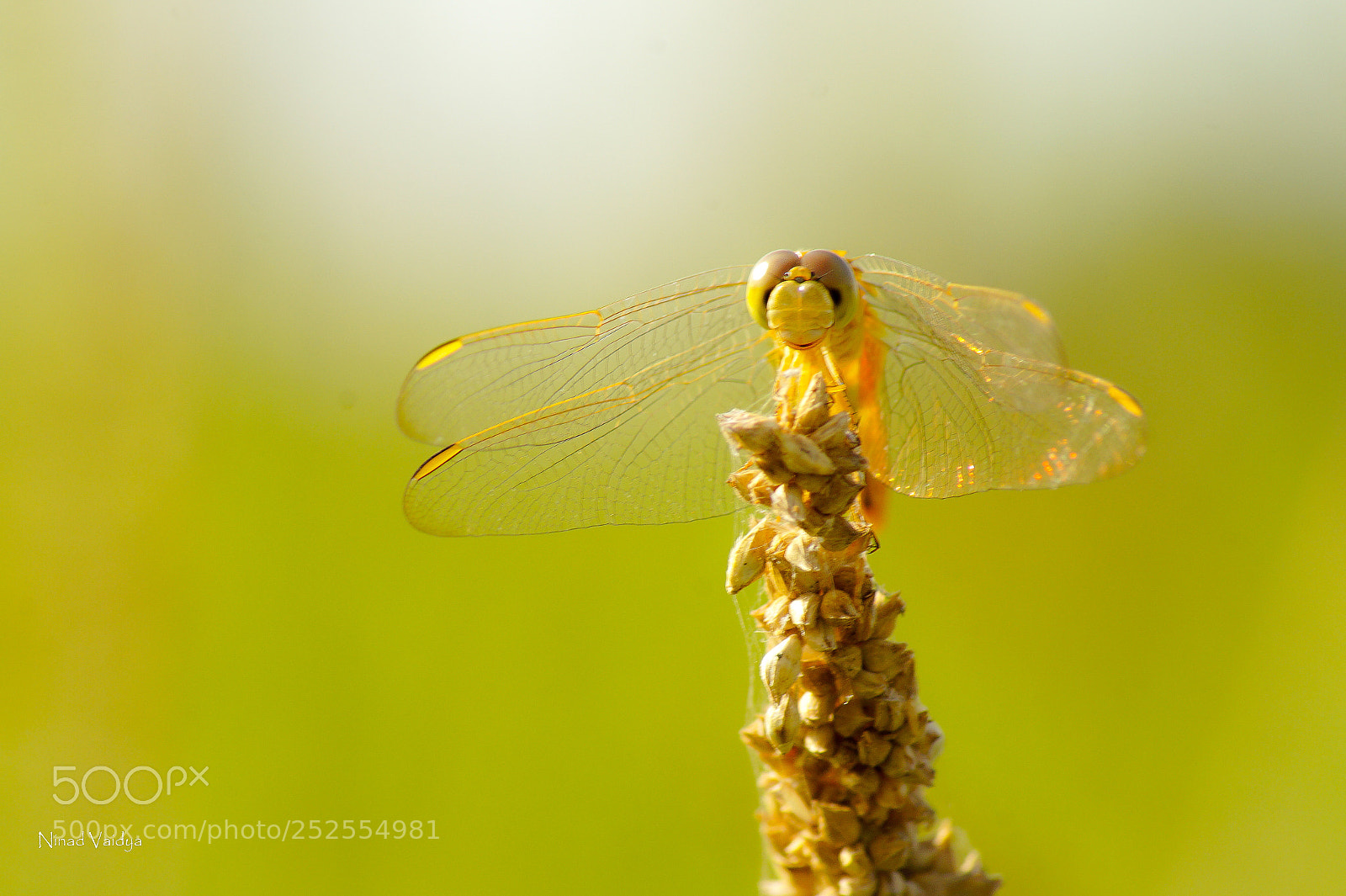 Sony SLT-A58 sample photo. Dragon fly photography