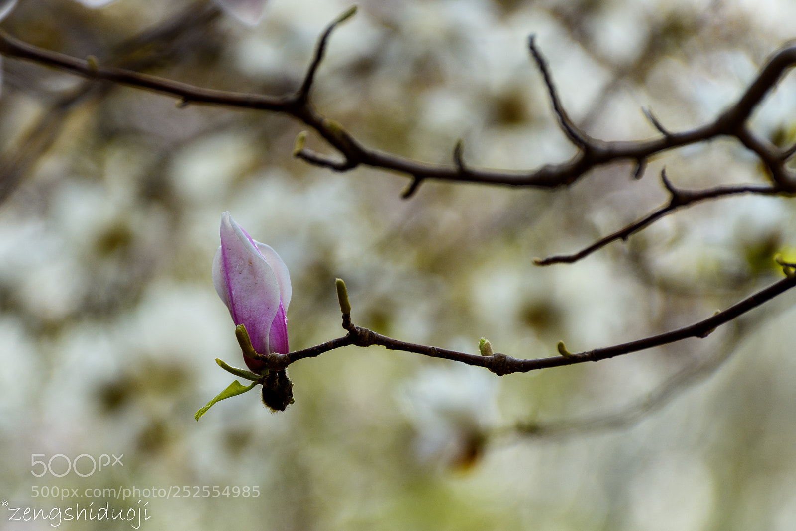 Nikon D500 sample photo. 孤单 photography