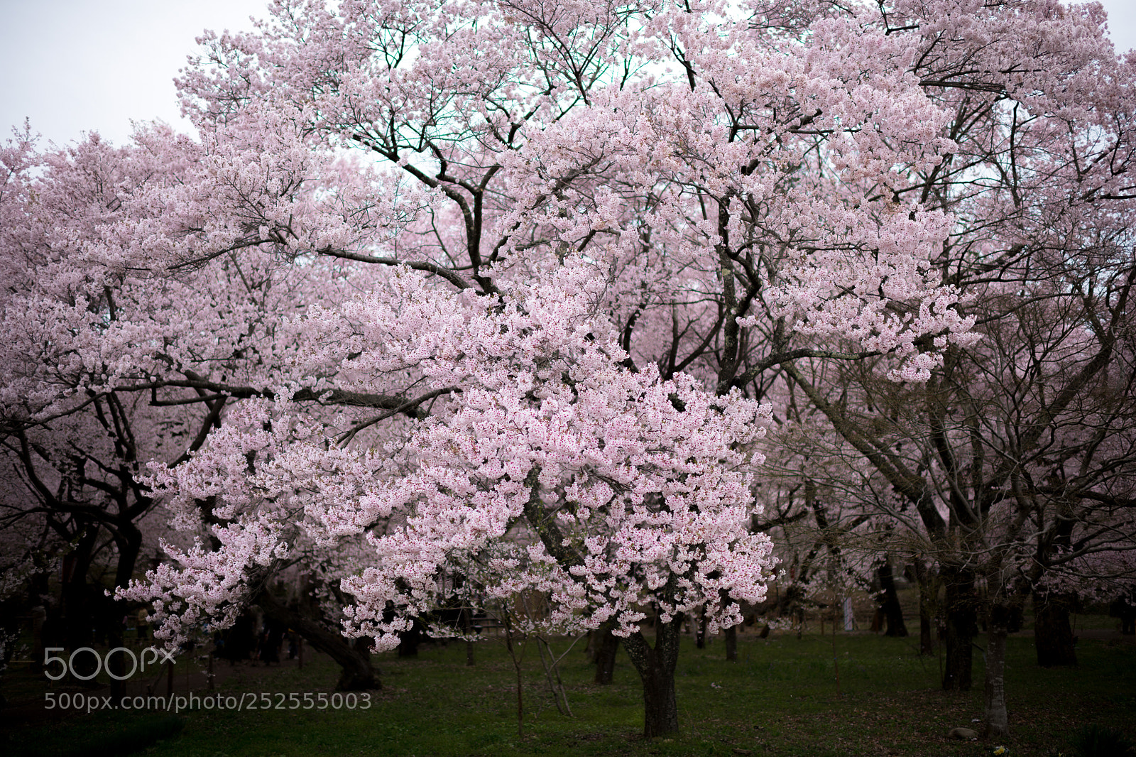 Nikon D850 sample photo. Japanese cherry blossom photography