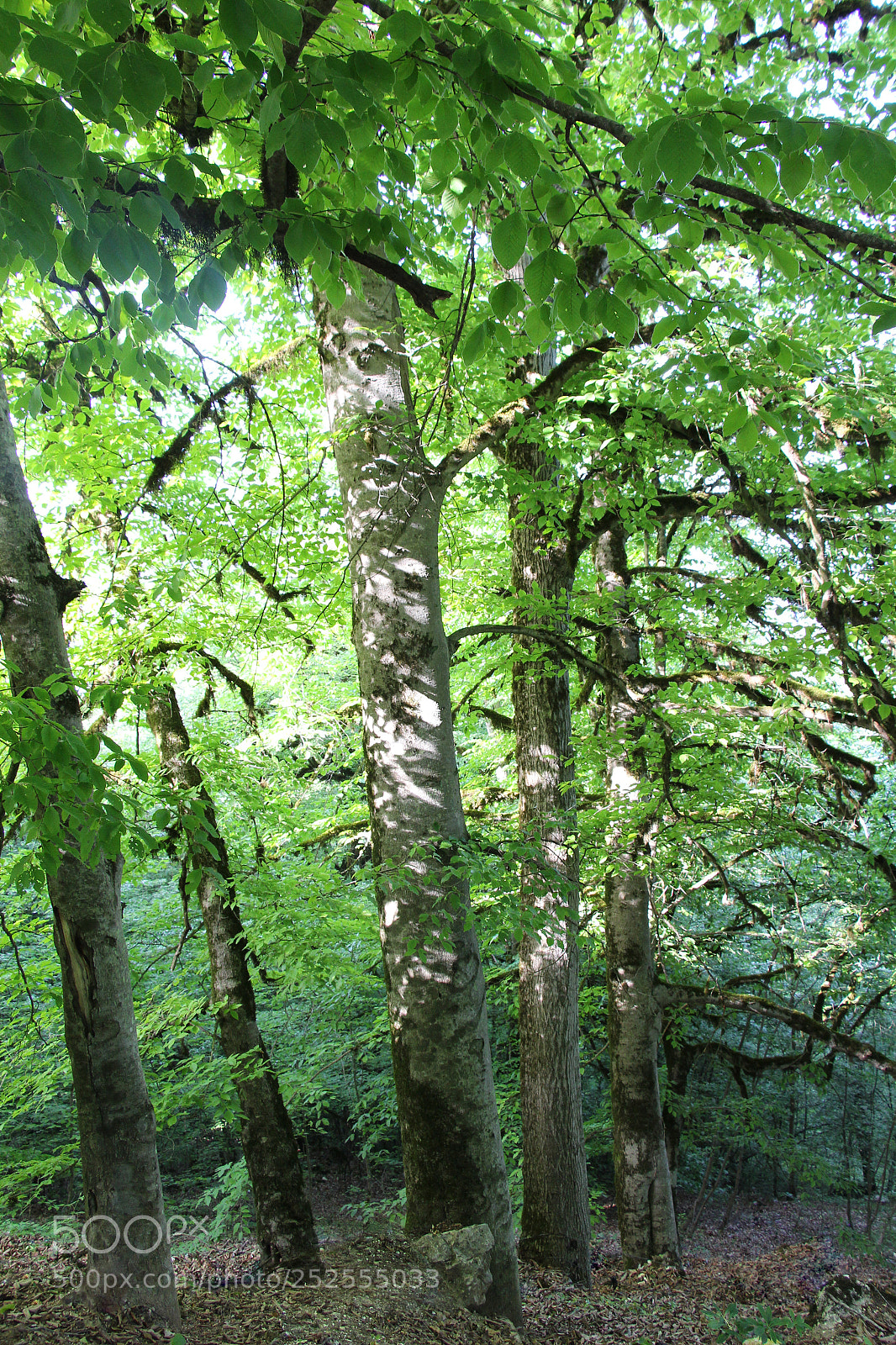 Canon EOS 700D (EOS Rebel T5i / EOS Kiss X7i) sample photo. Tree photography