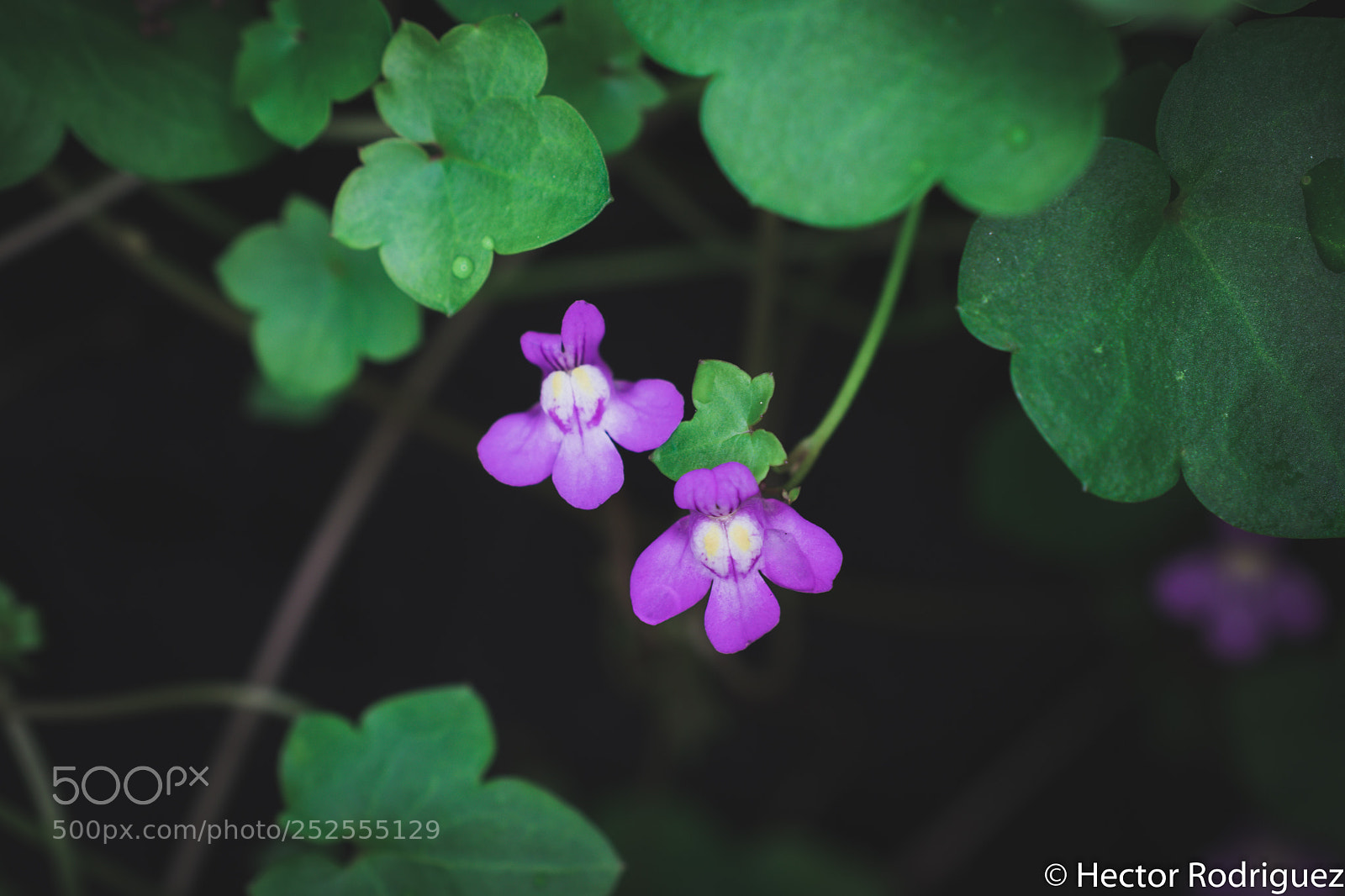 Nikon D7500 sample photo. Purple bloom photography
