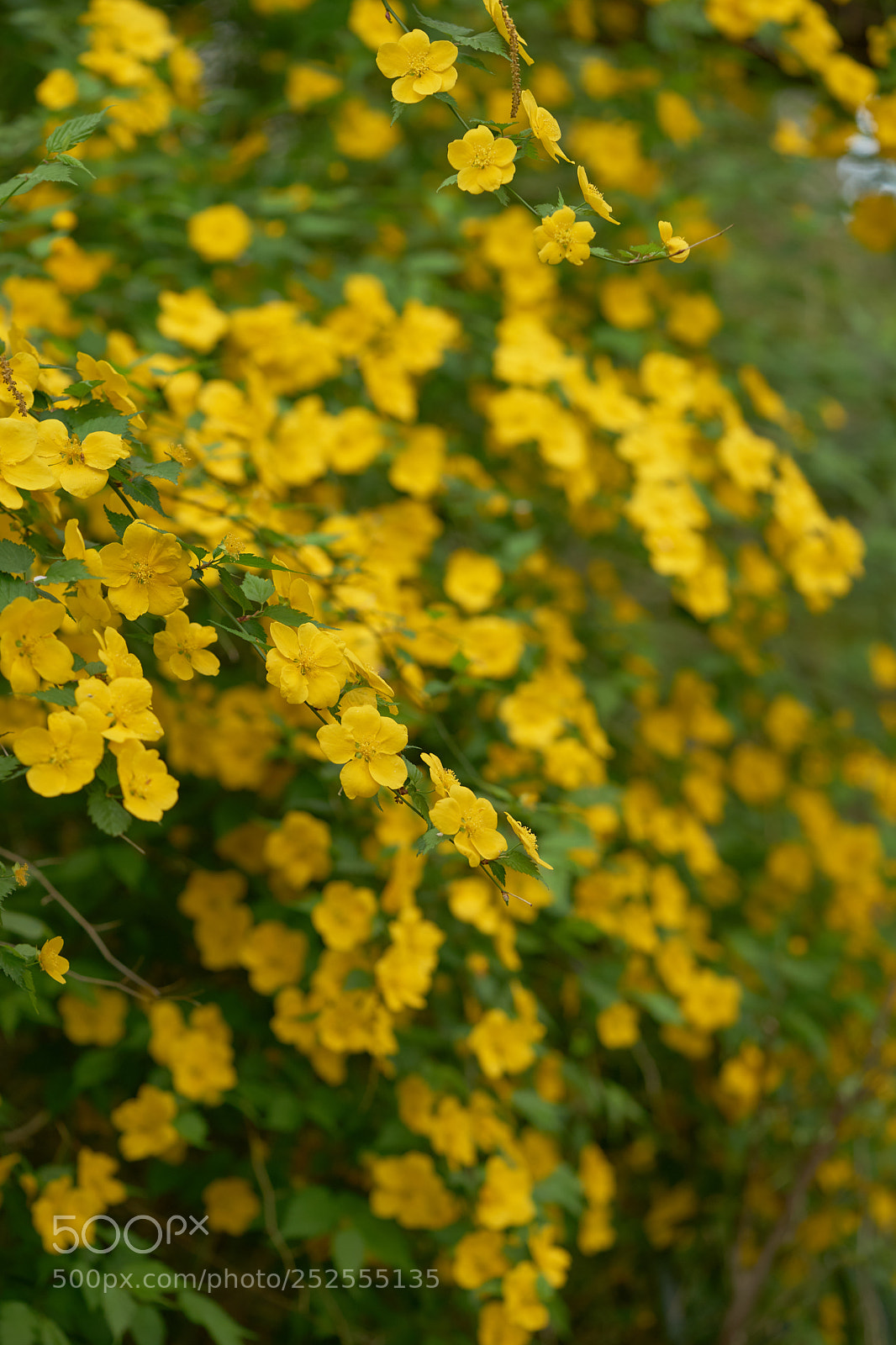 Sony a7 sample photo. Flowers 6363 photography
