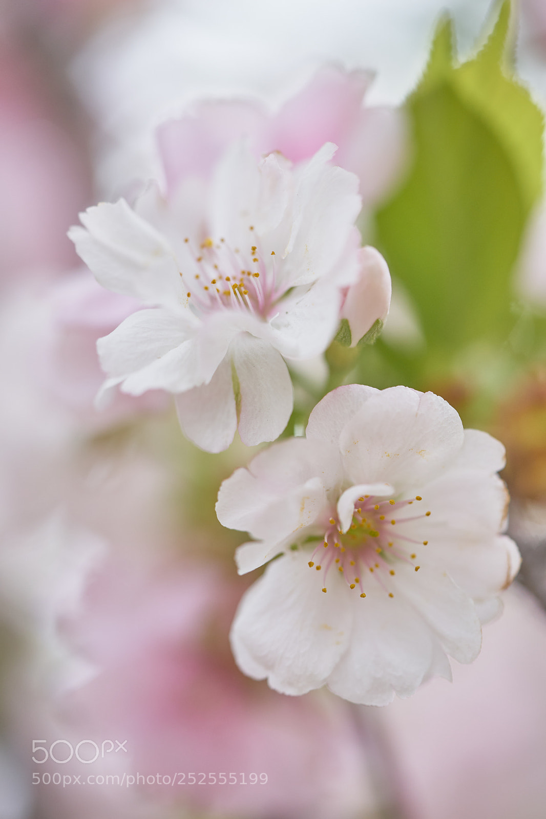 Sony a7 sample photo. Flowers 6364 photography