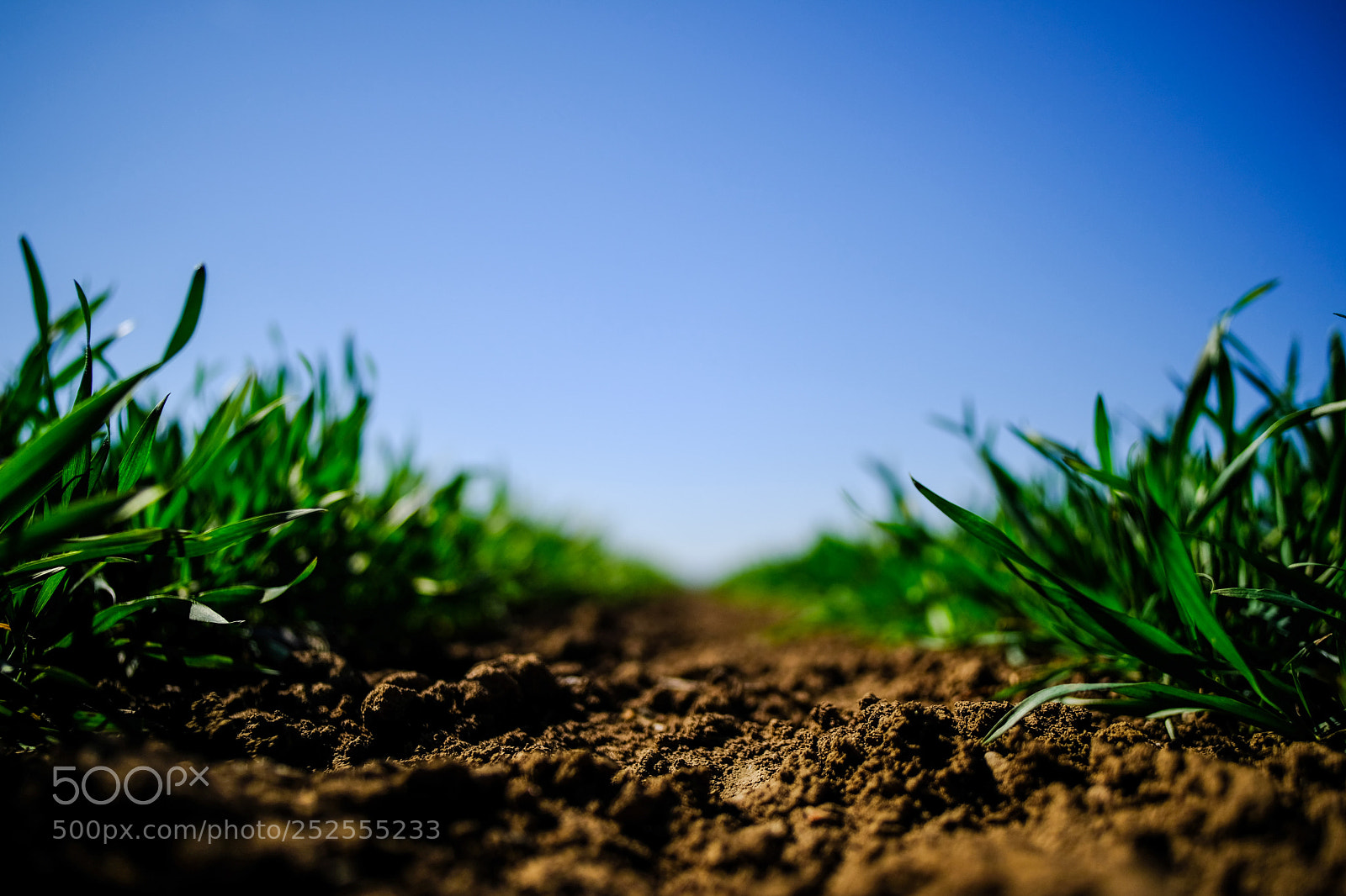 Fujifilm X-T20 sample photo. 'agriculture' photography