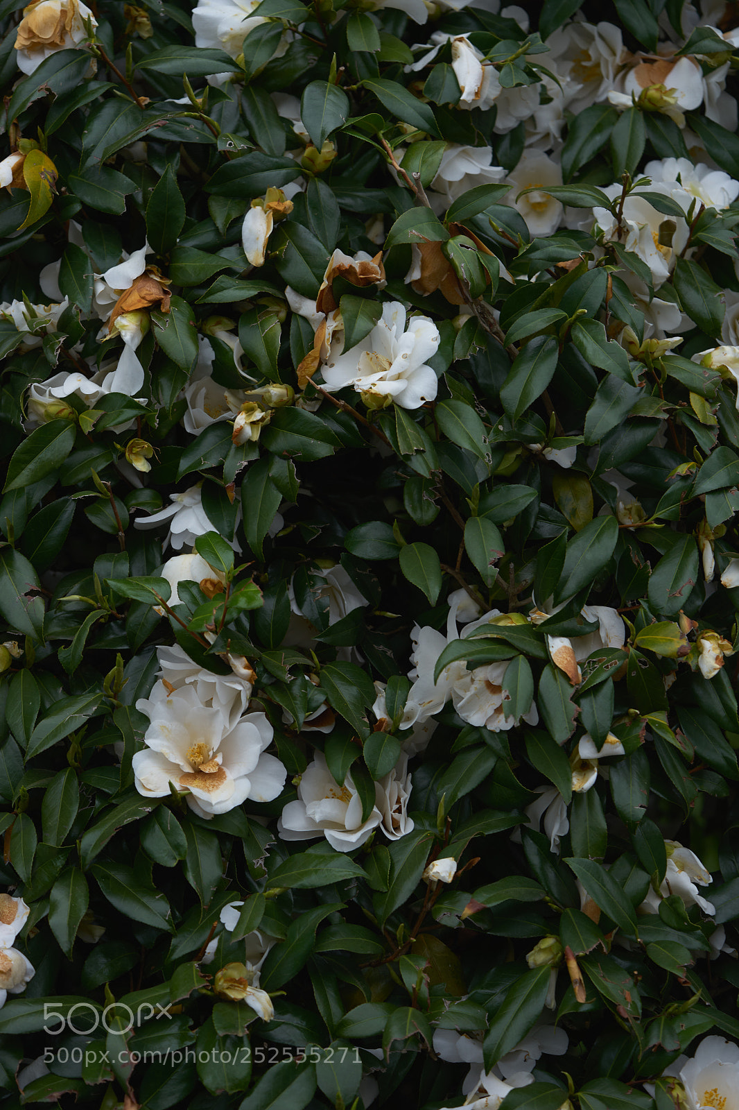 Sony a7 sample photo. Flowers 6365 photography