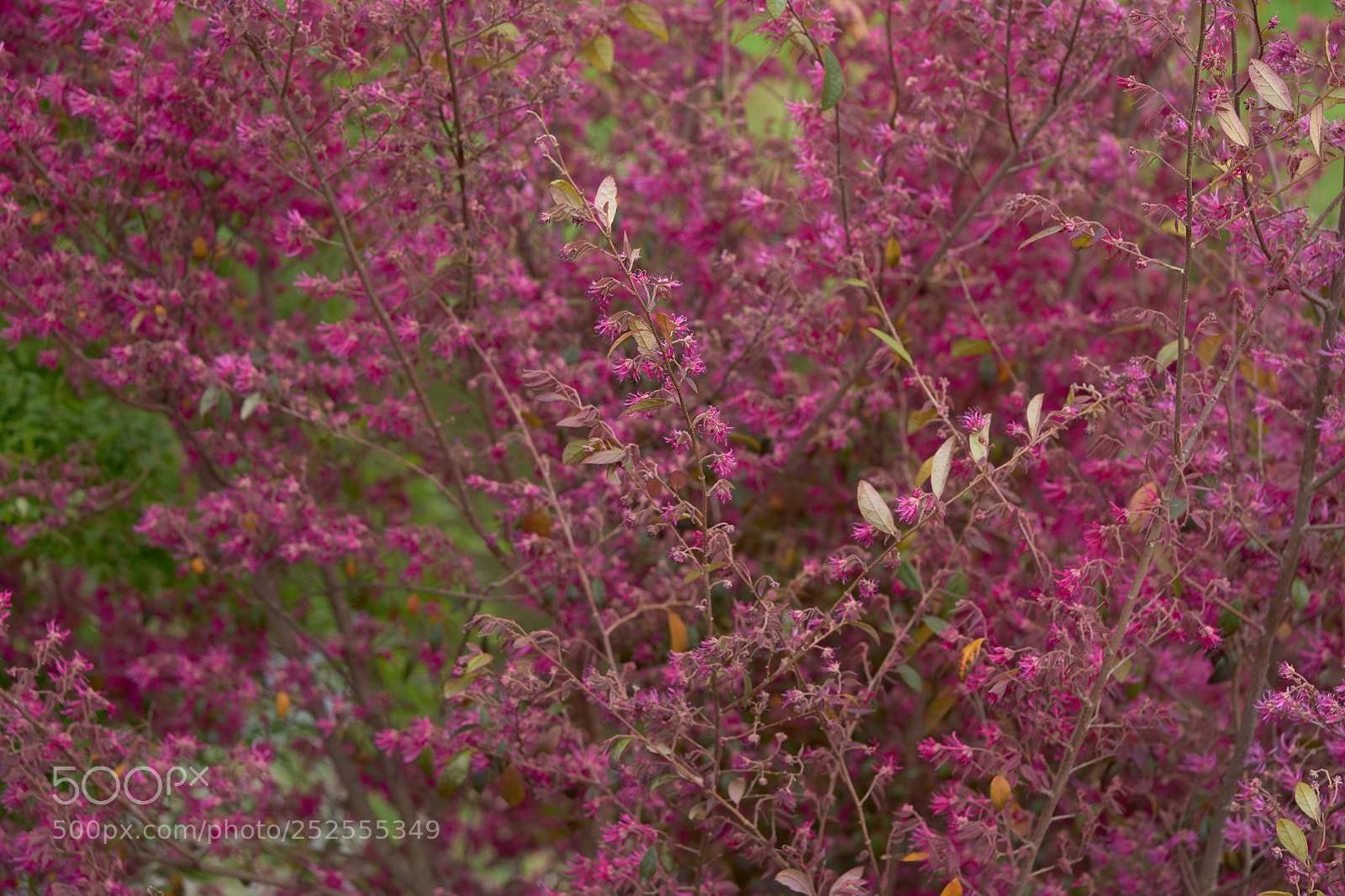 Sony a7 sample photo. Flowers 6366 photography