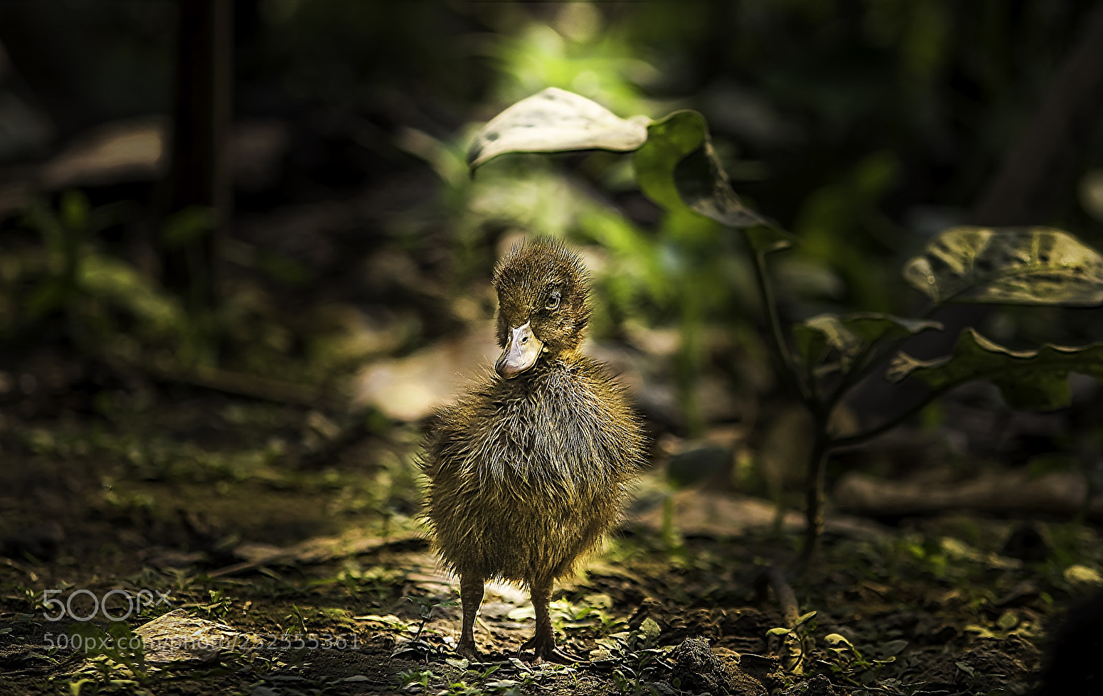 Canon EOS 1300D (EOS Rebel T6 / EOS Kiss X80) sample photo. Baby duck photography