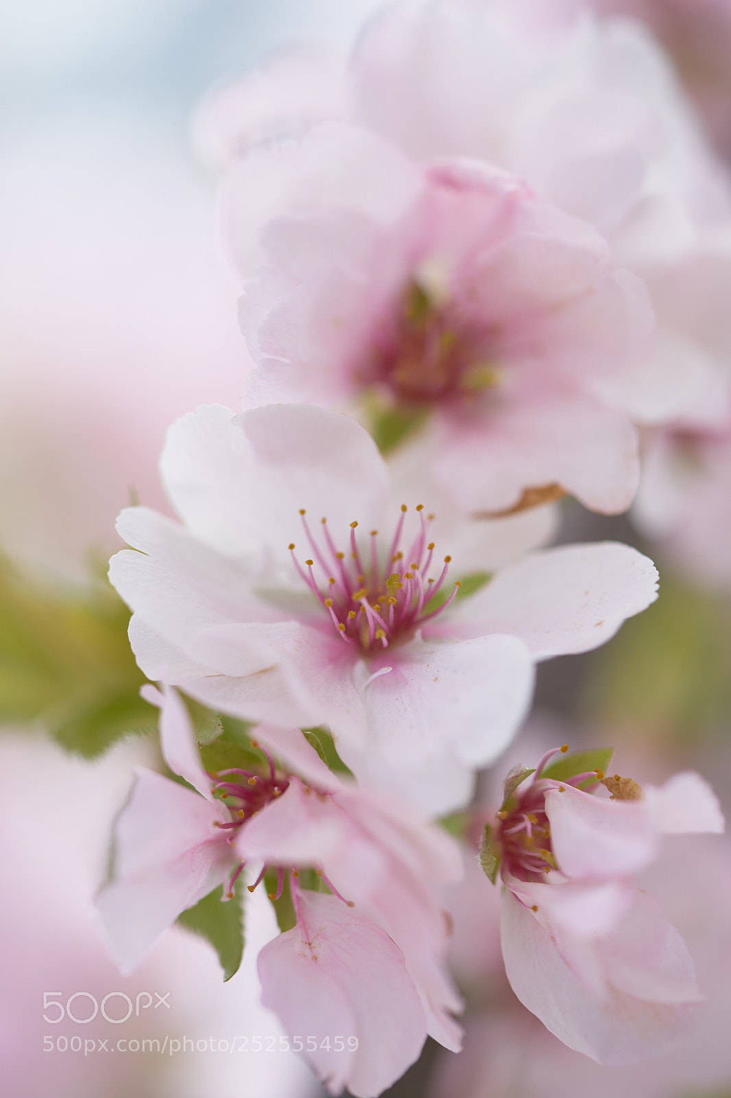 Sony a7 sample photo. Flowers 6367 photography