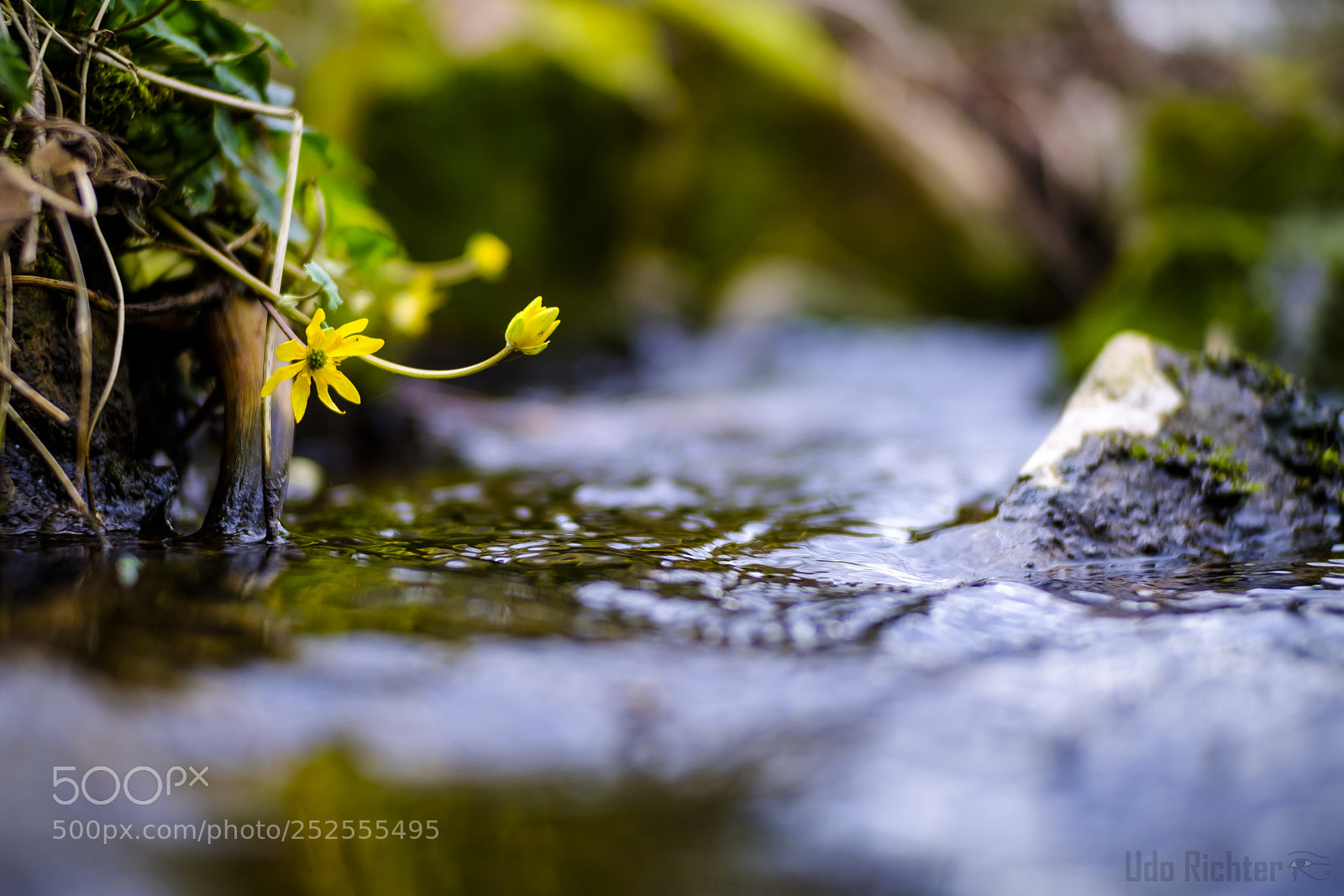 Fujifilm X-T20 sample photo. 'curious yellow' photography