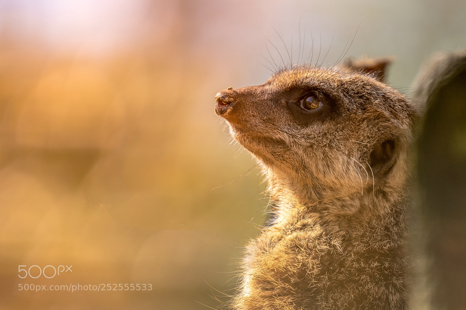 Sony a7R III sample photo. Dreamy meerkat photography