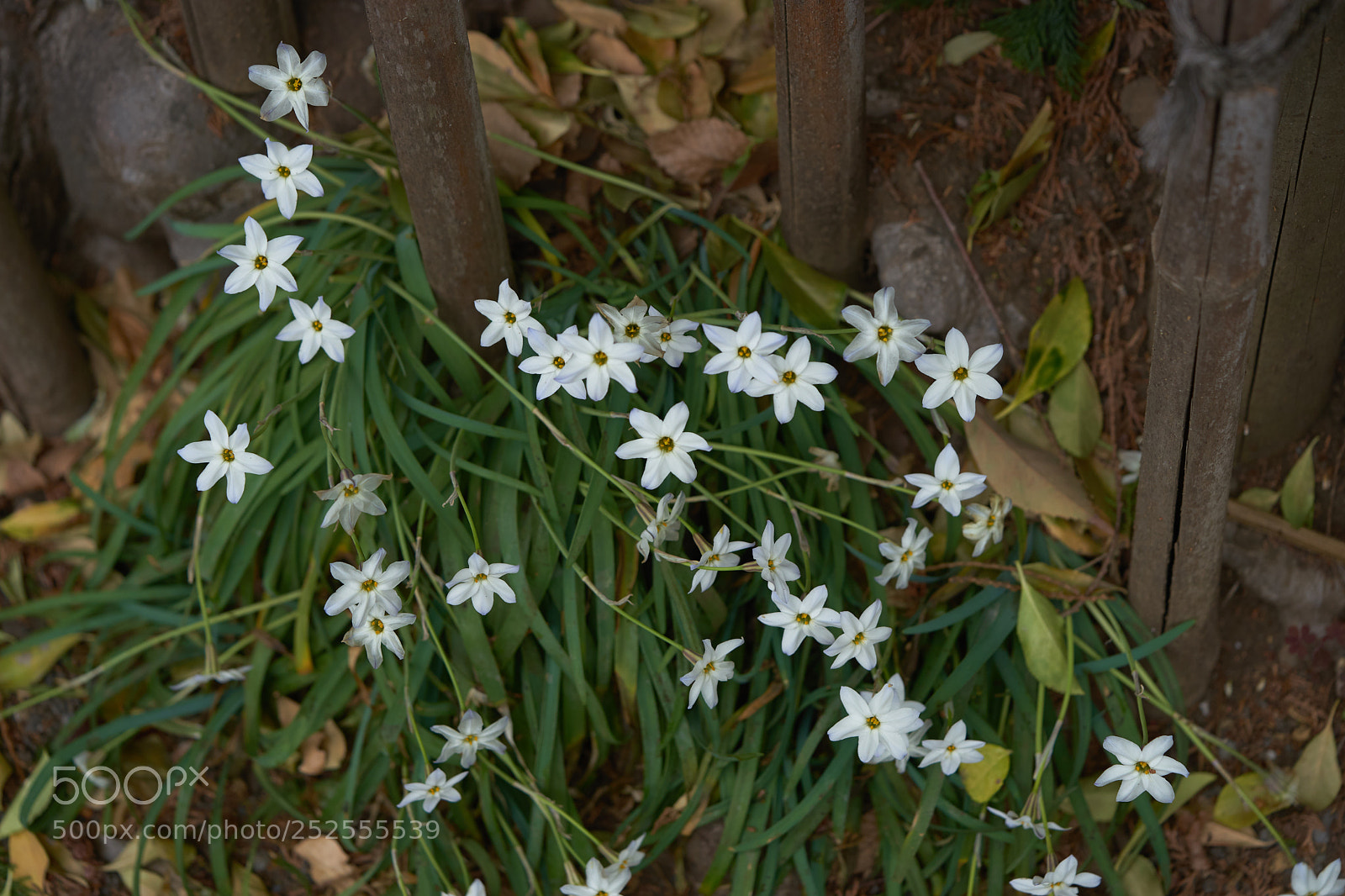 Sony a7 sample photo. Flowers 6368 photography