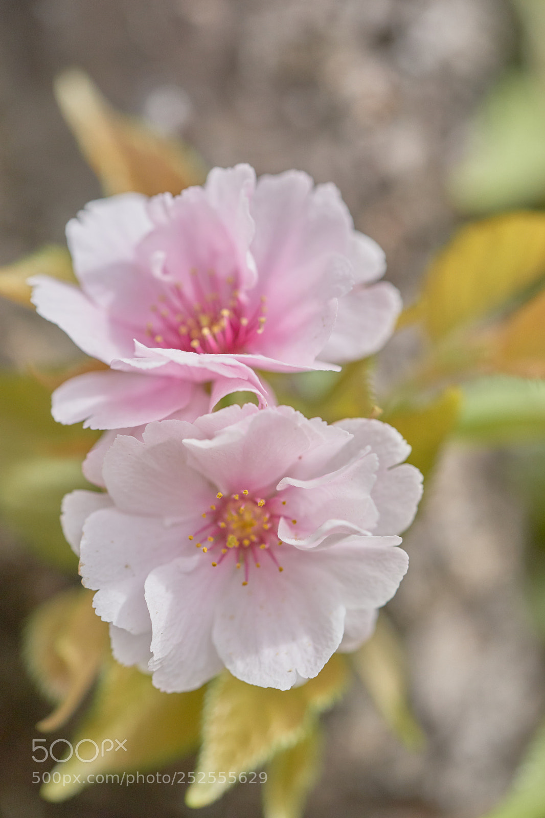 Sony a7 sample photo. Flowers 6369 photography