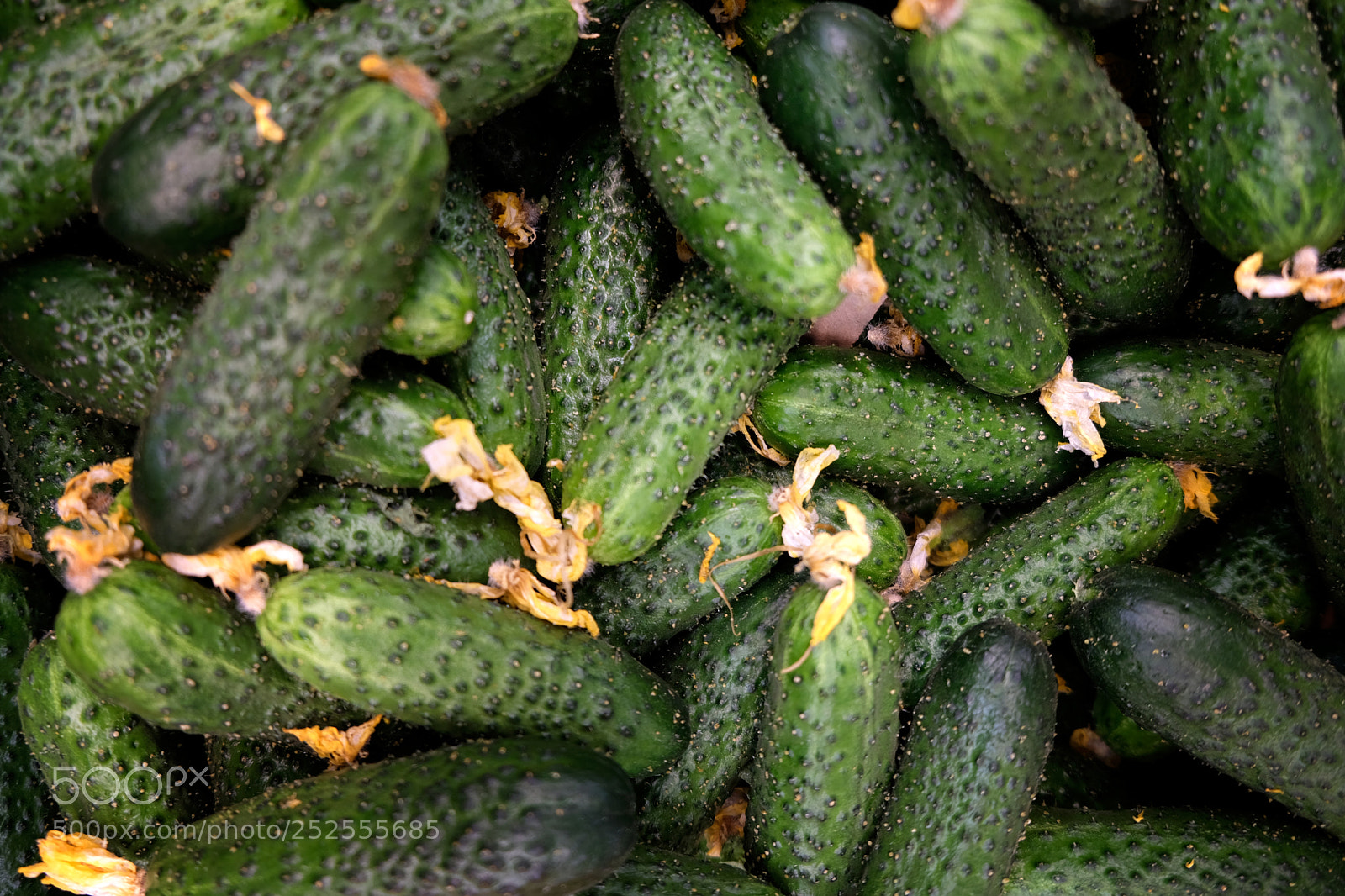 Fujifilm X-T20 sample photo. Homegrown pickles looking very photography