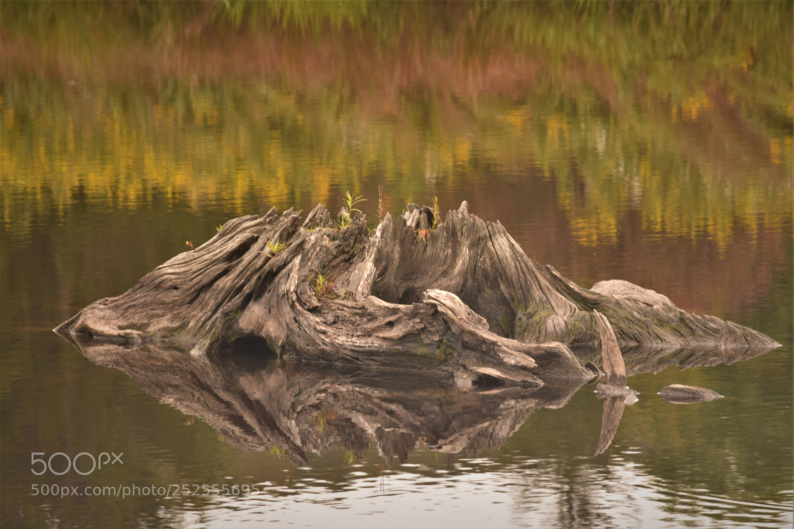 Nikon D3300 sample photo. Swamp creature photography