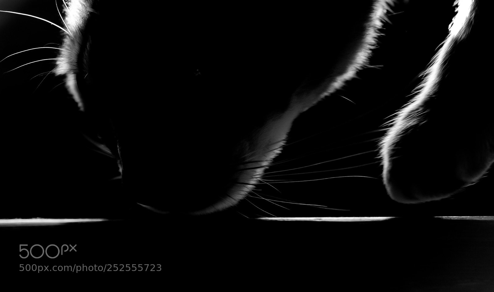 Canon EOS 5D Mark IV sample photo. Untitled photography