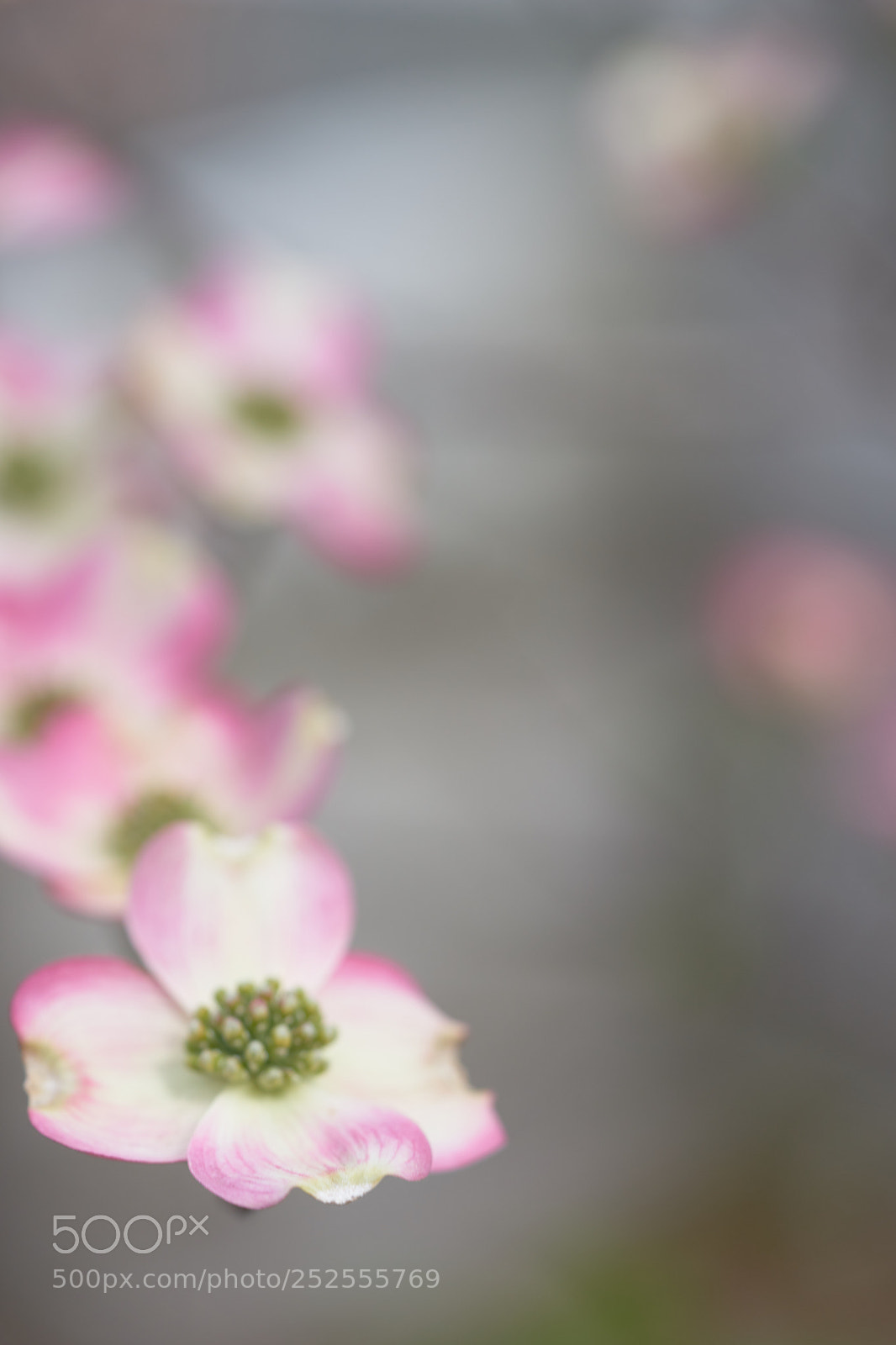 Sony a7 sample photo. Flowers 6370 photography