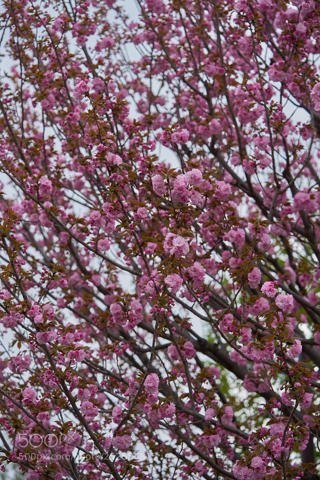 Sony a7 sample photo. Flowers 6371 photography