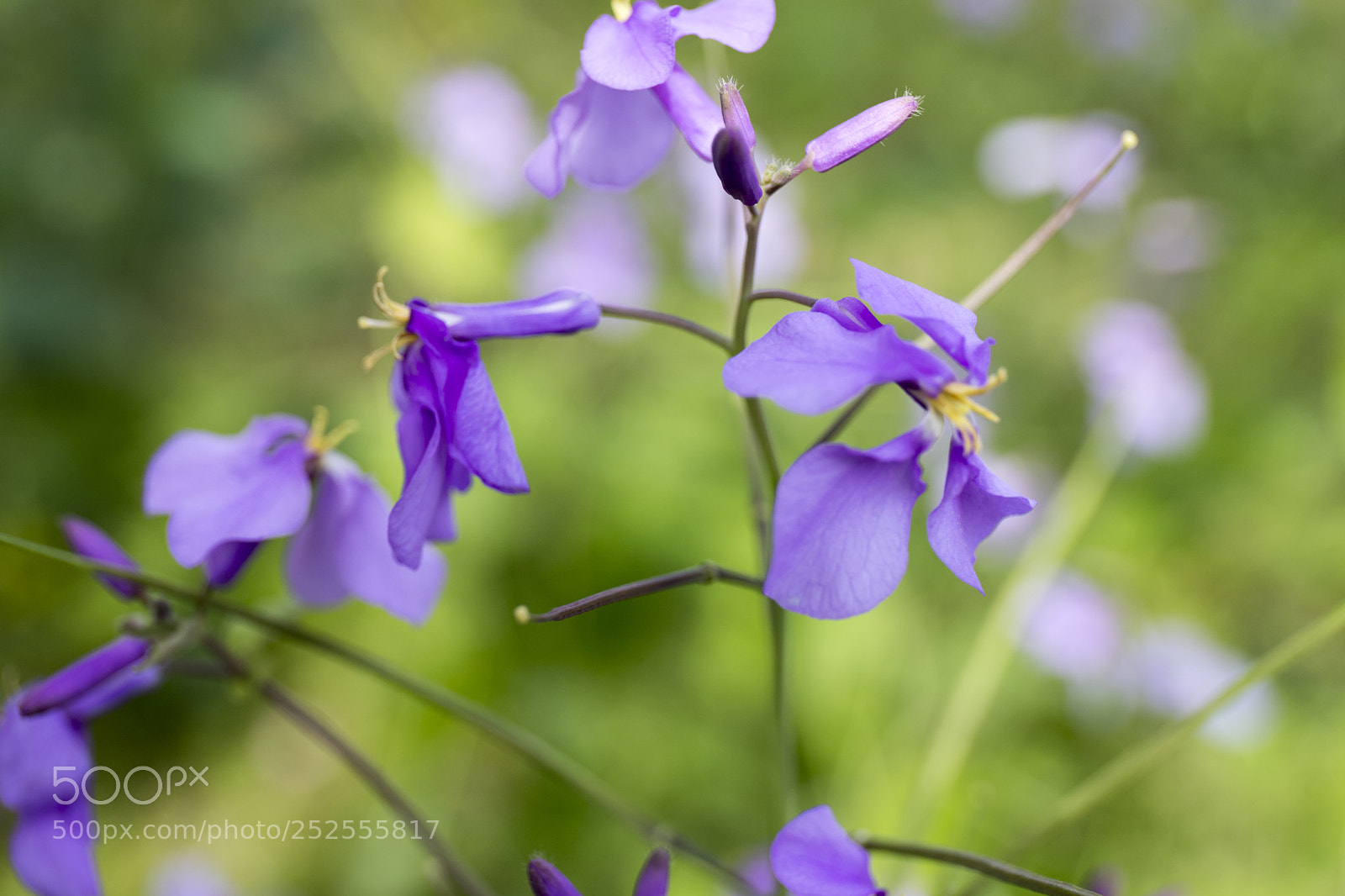 Canon EOS 6D Mark II sample photo. Untitled2 photography