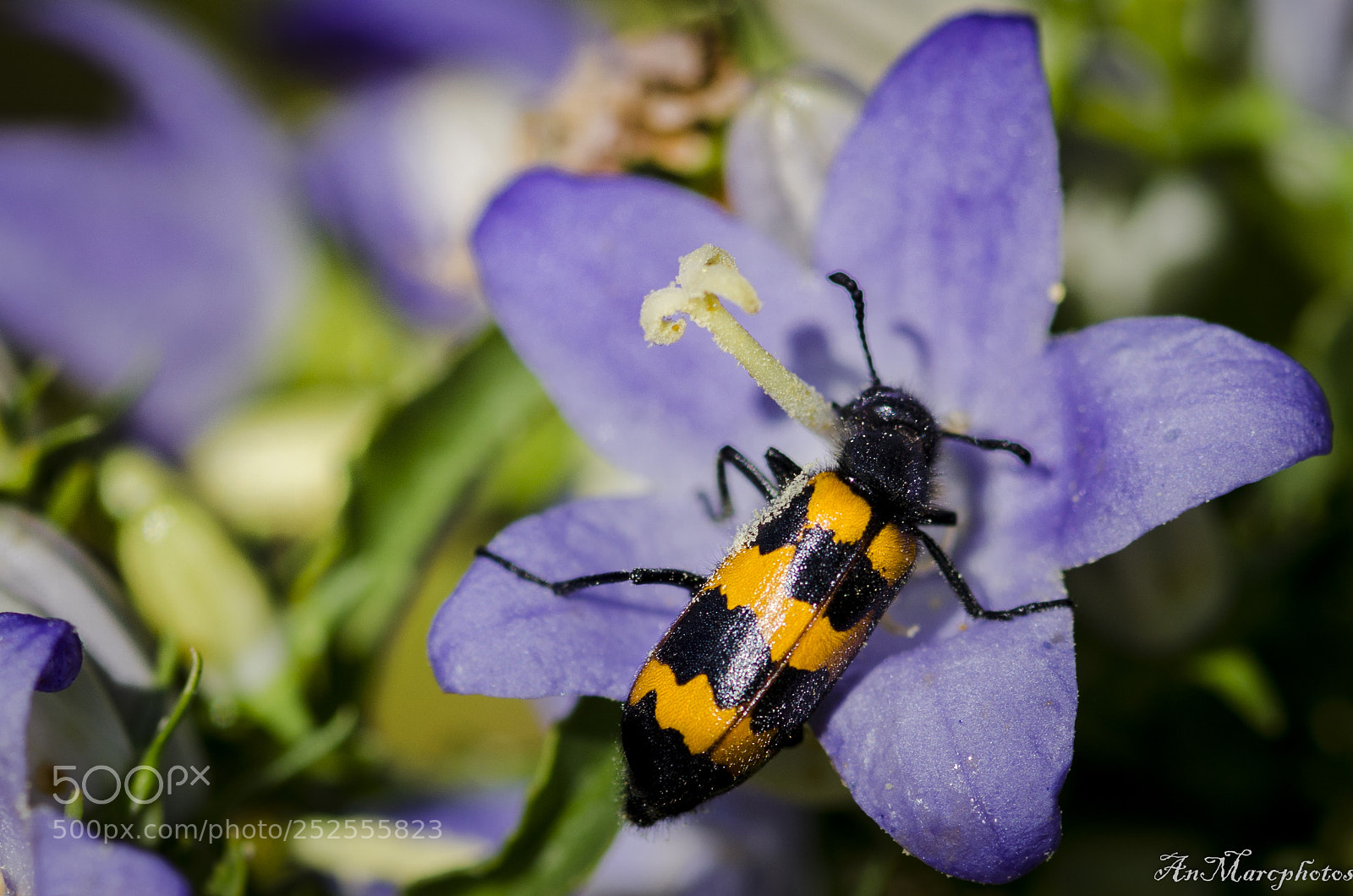 Nikon D7000 sample photo. Bzzzzzz () photography