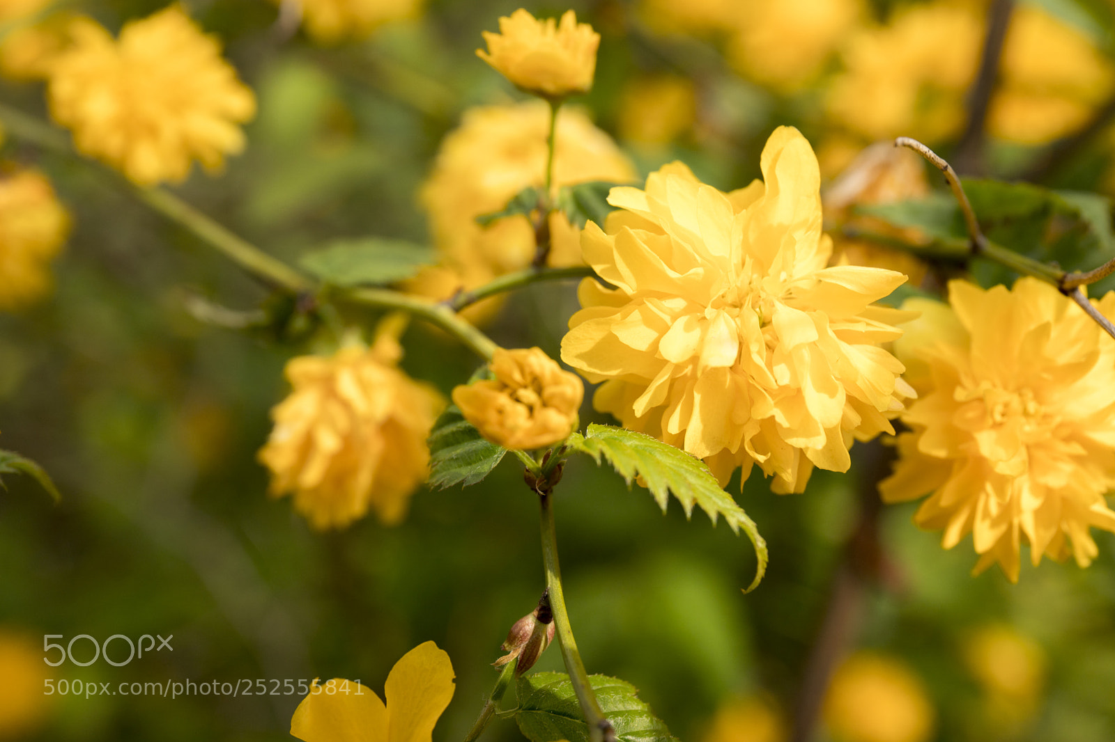 Canon EOS 6D Mark II sample photo. Untitled3 photography