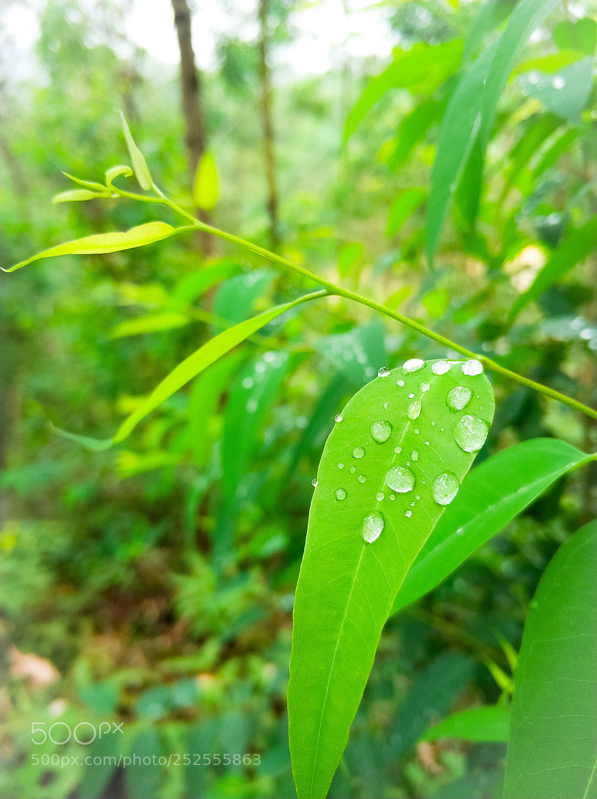 Xiaomi MI6 sample photo. 绿荫 photography