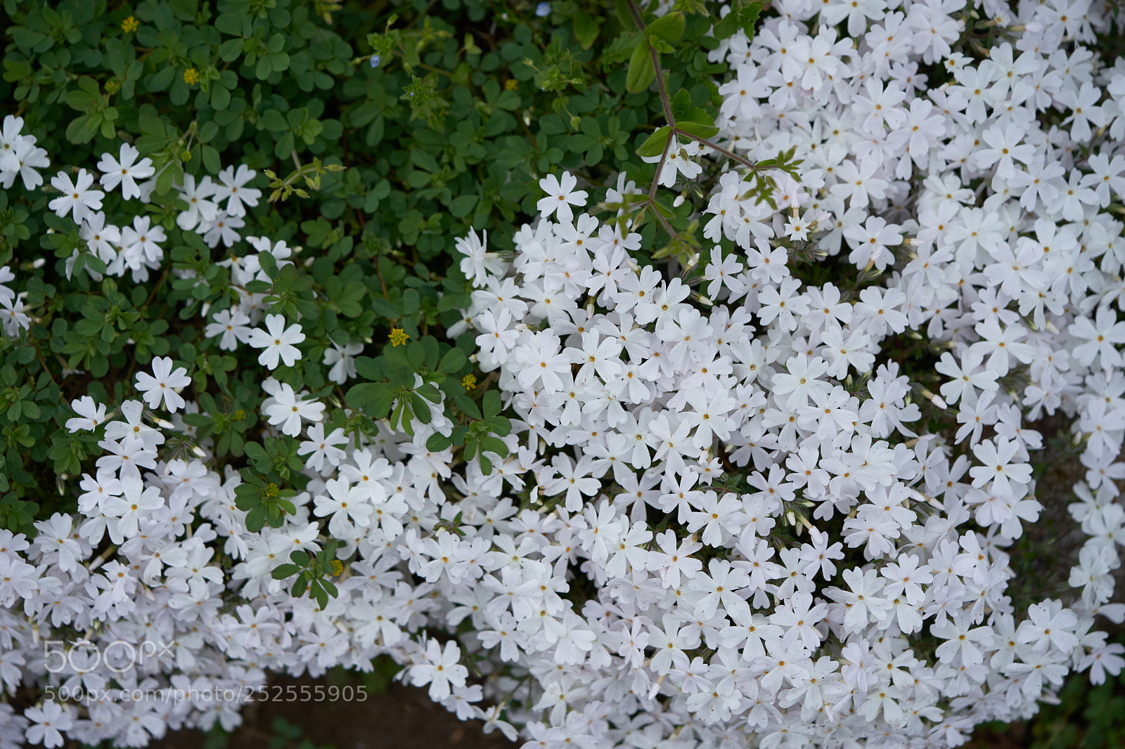 Sony a7 sample photo. Flowers 6372 photography