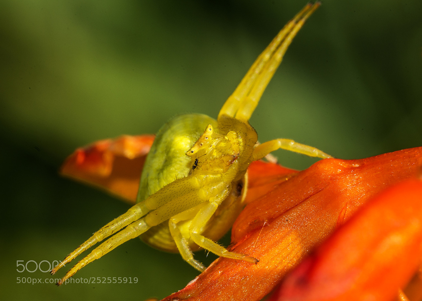 Nikon D7200 sample photo. Airplane spider photography