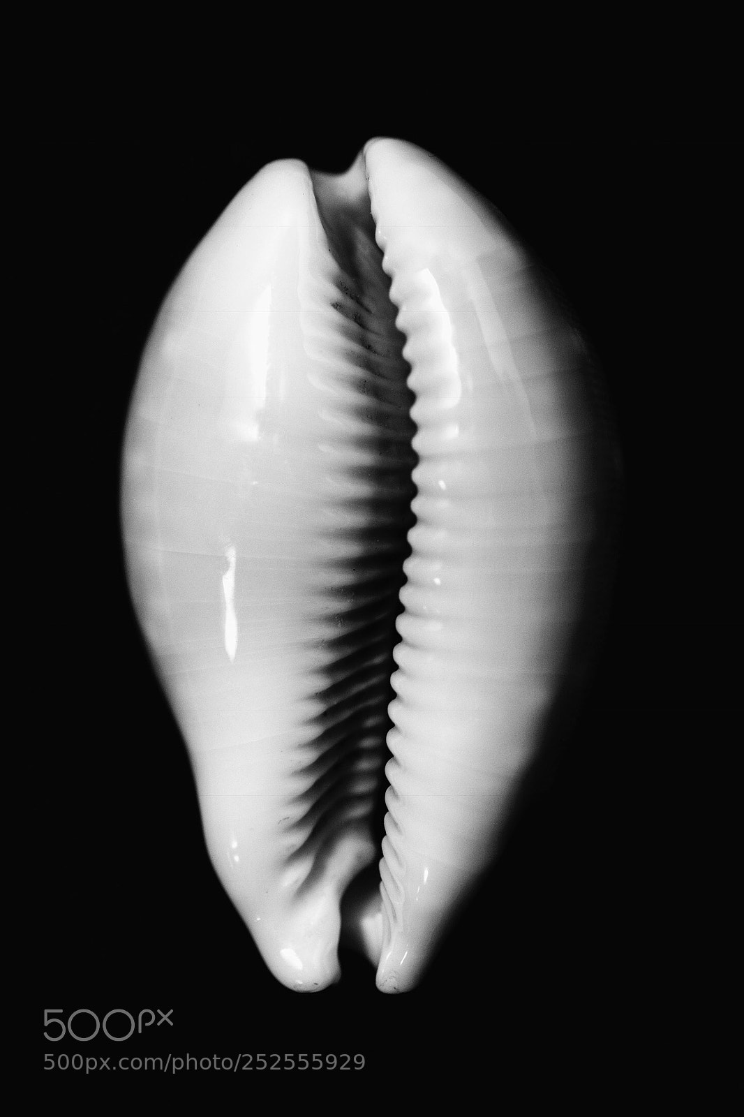 Nikon D7100 sample photo. Imitando a edward weston photography