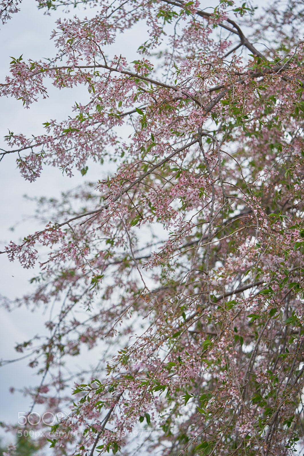 Sony a7 sample photo. Flowers 6373 photography
