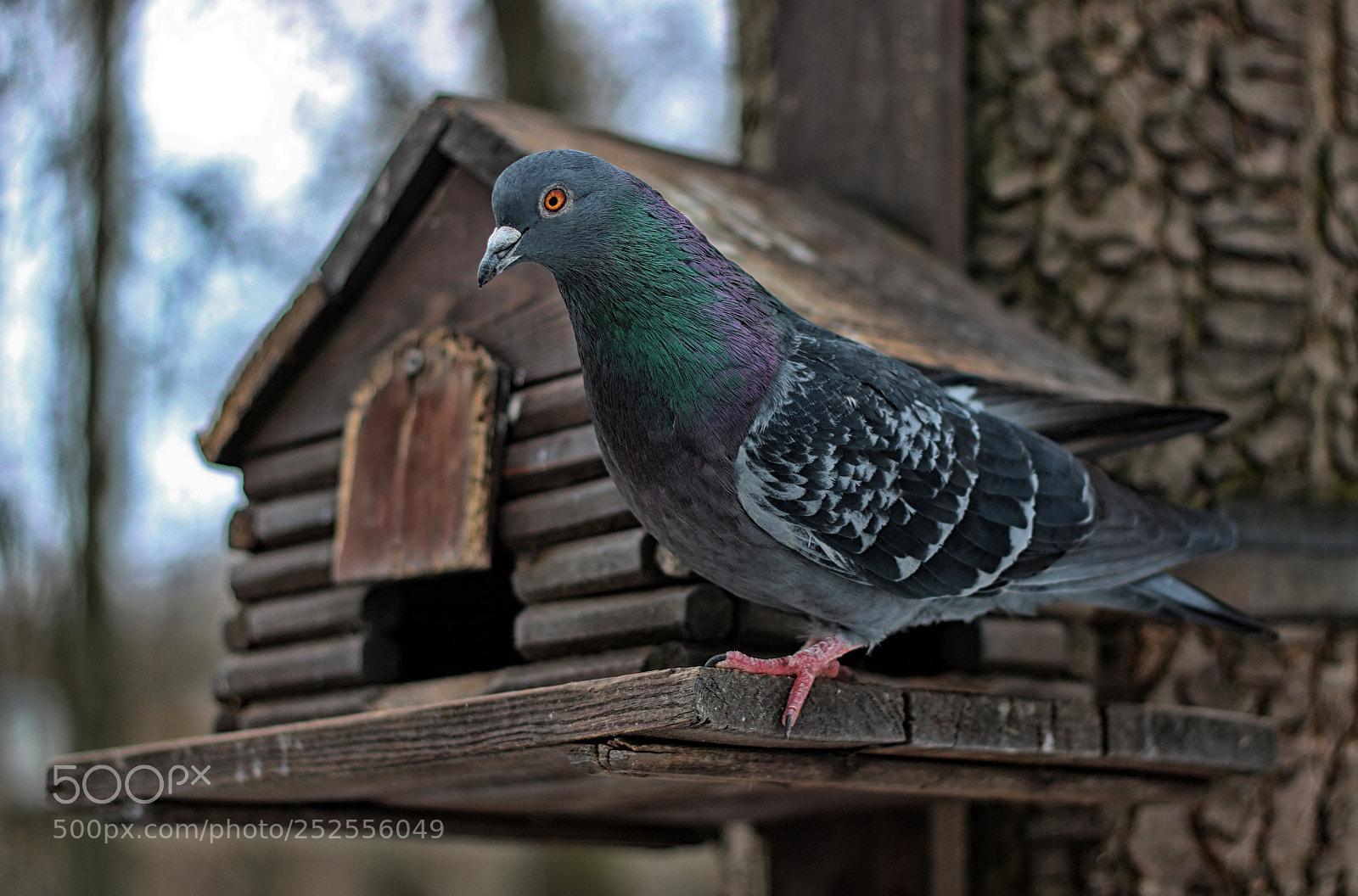 Canon EOS 750D (EOS Rebel T6i / EOS Kiss X8i) sample photo. Dove photography