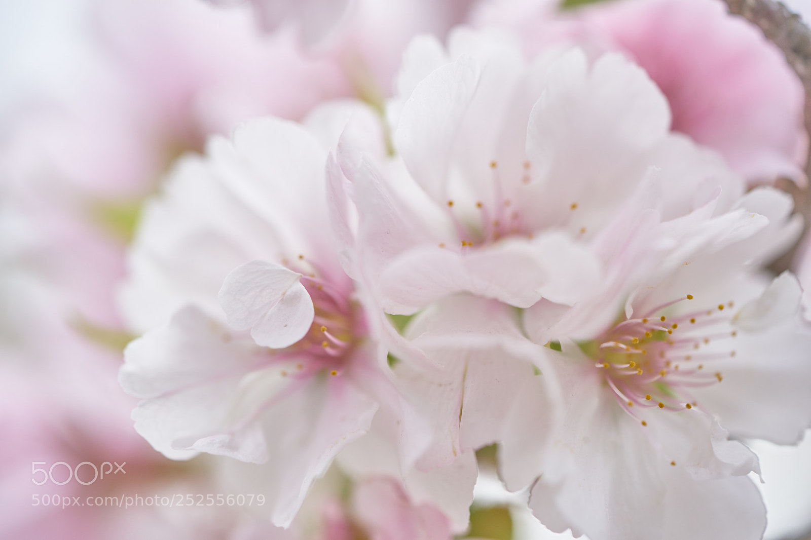 Sony a7 sample photo. Flowers 6374 photography