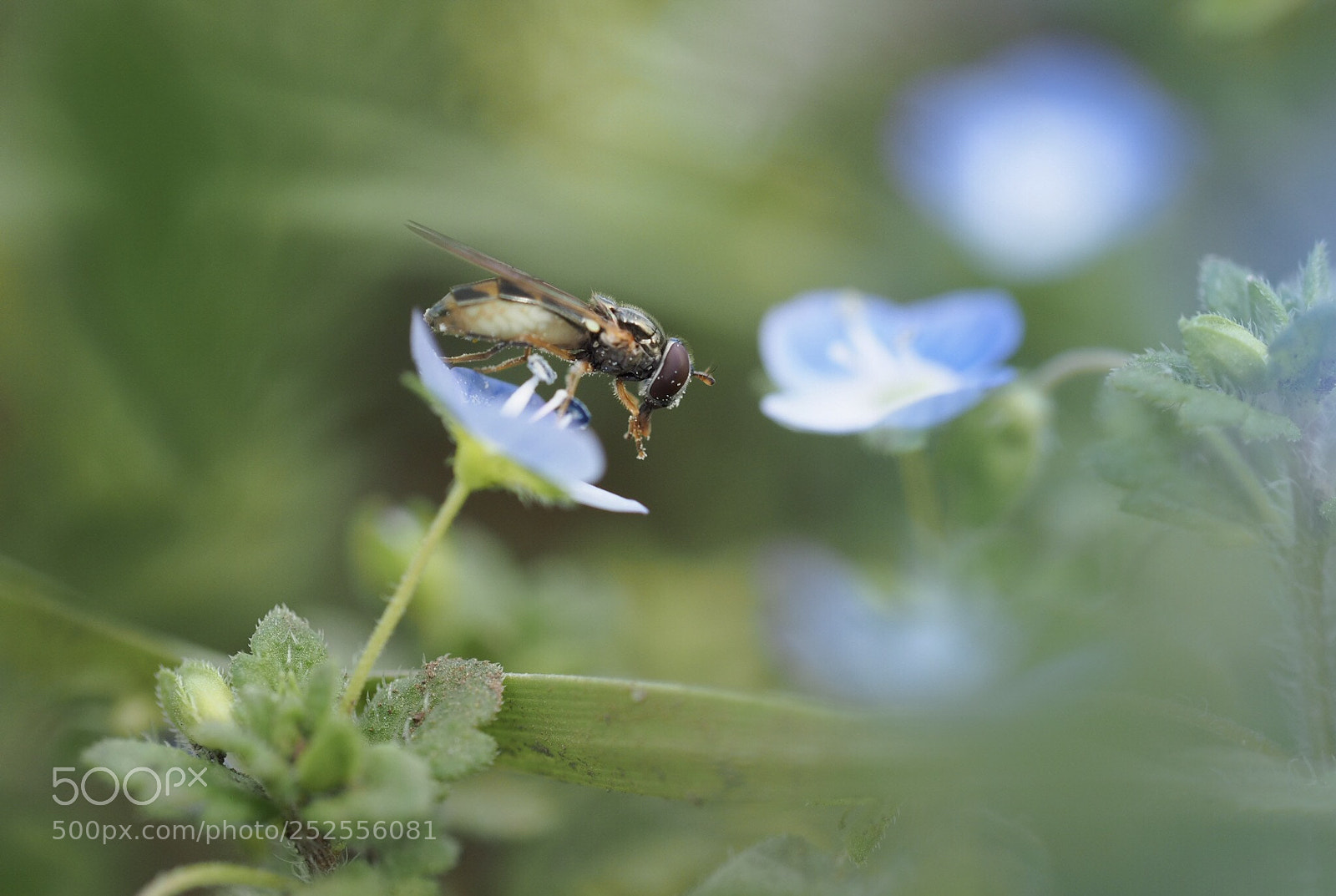 Olympus OM-D E-M1 sample photo. Hoverfly photography