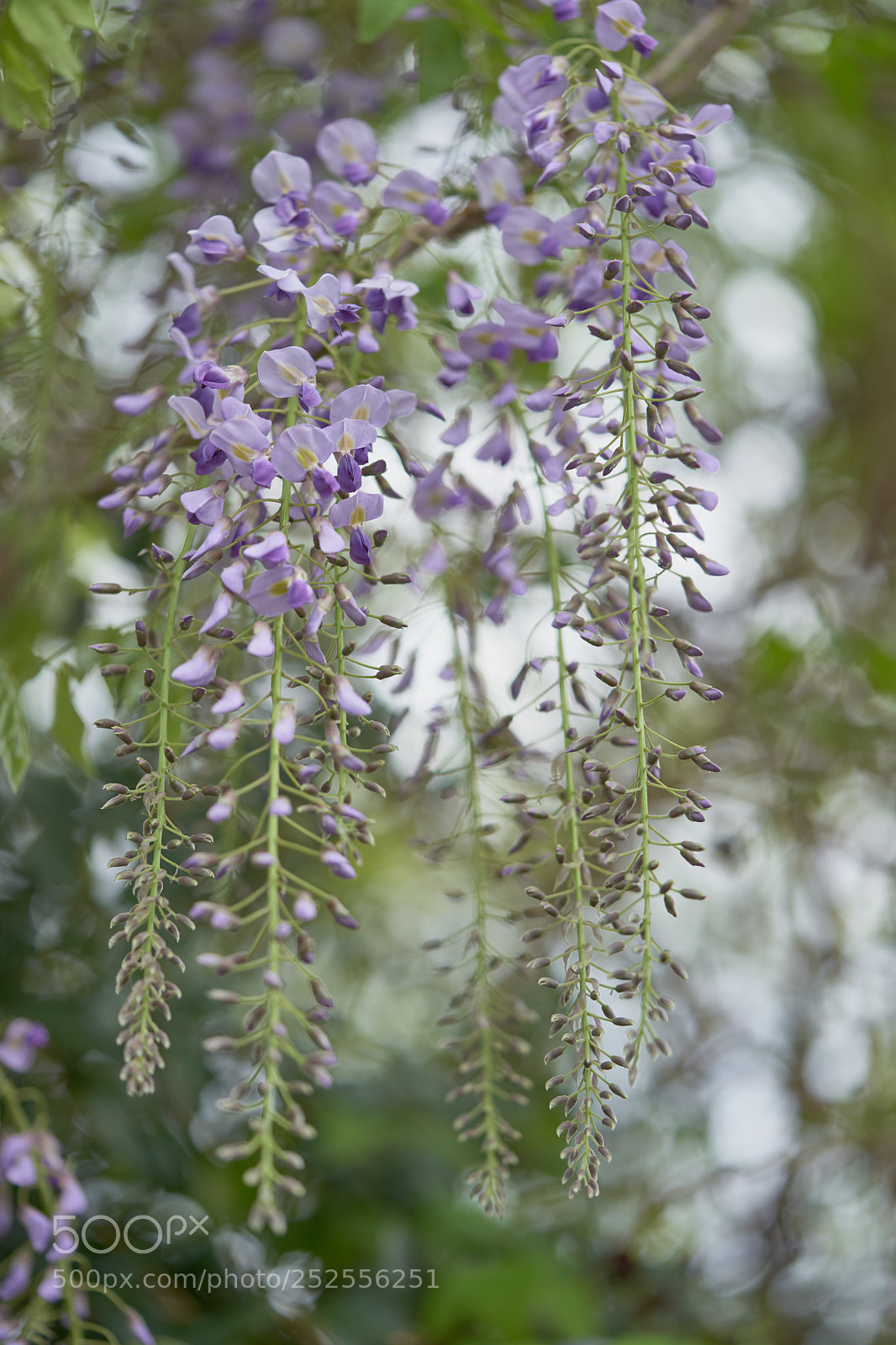Sony a7 sample photo. Flowers 6375 photography