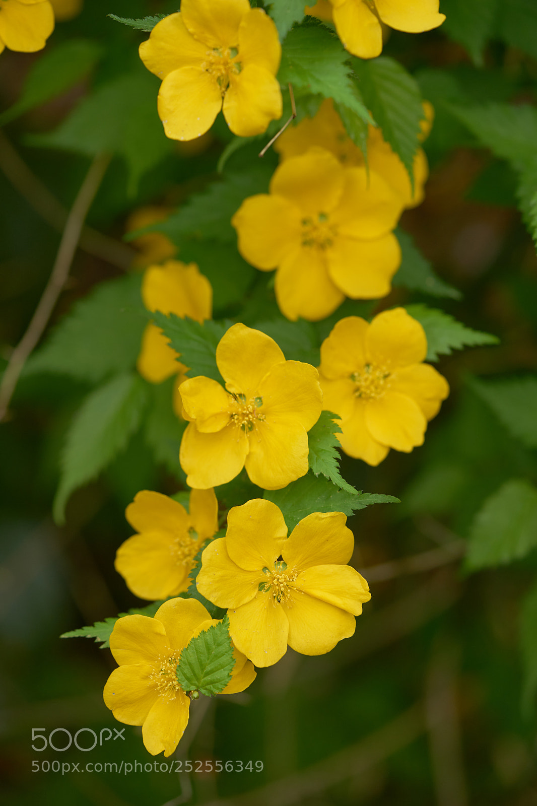Sony a7 sample photo. Flowers 6376 photography