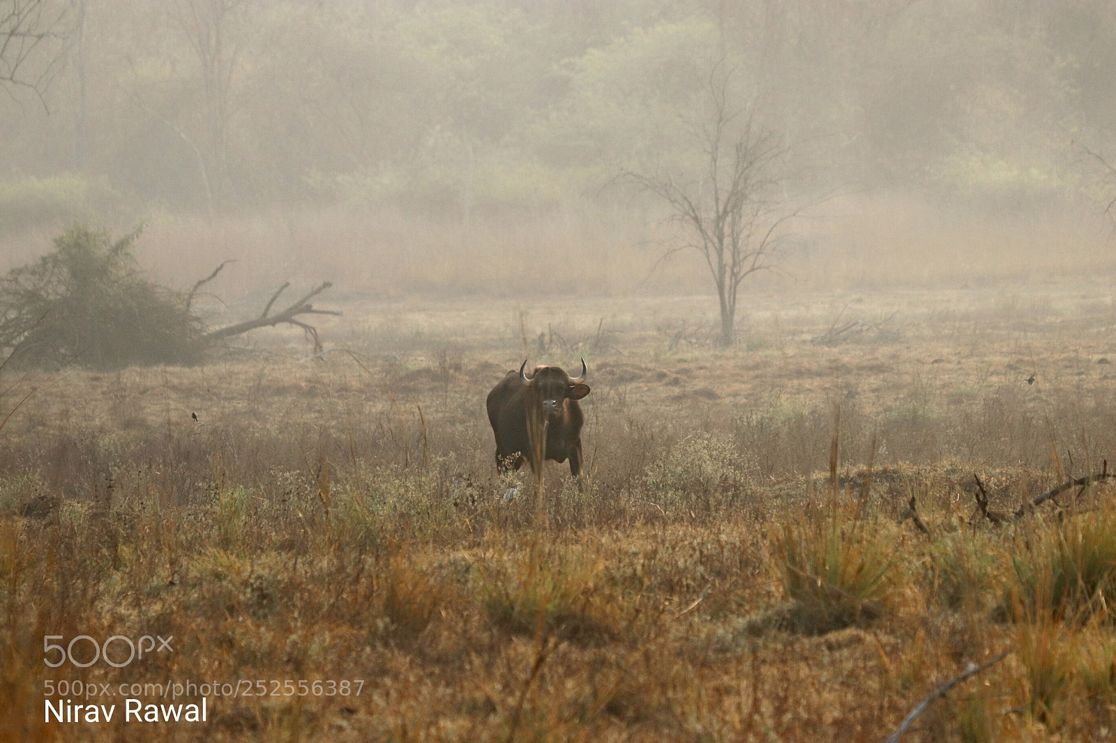 Canon EOS 77D (EOS 9000D / EOS 770D) sample photo. Indian gour photography