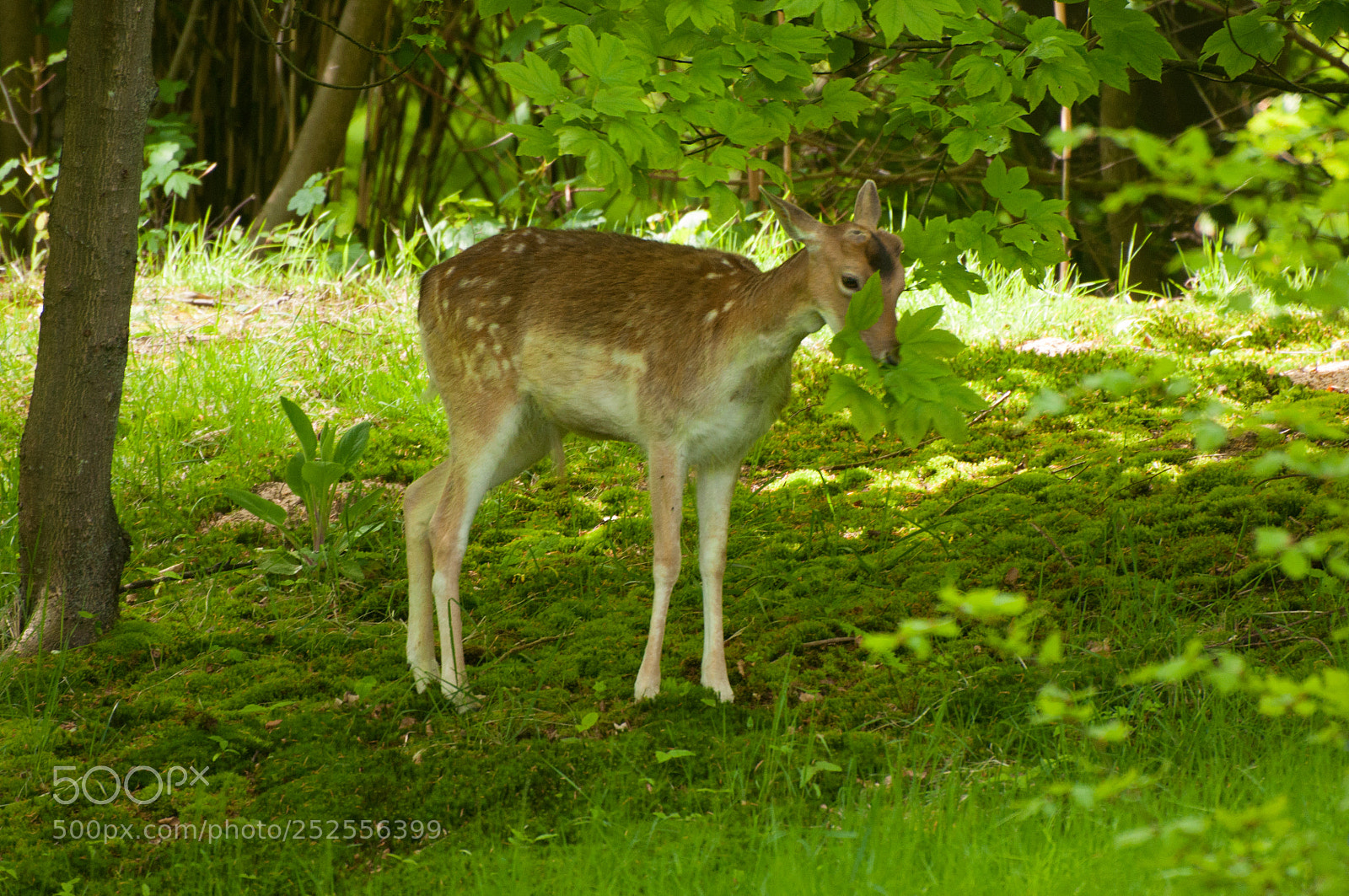 Nikon D90 sample photo. Young buck eats his photography