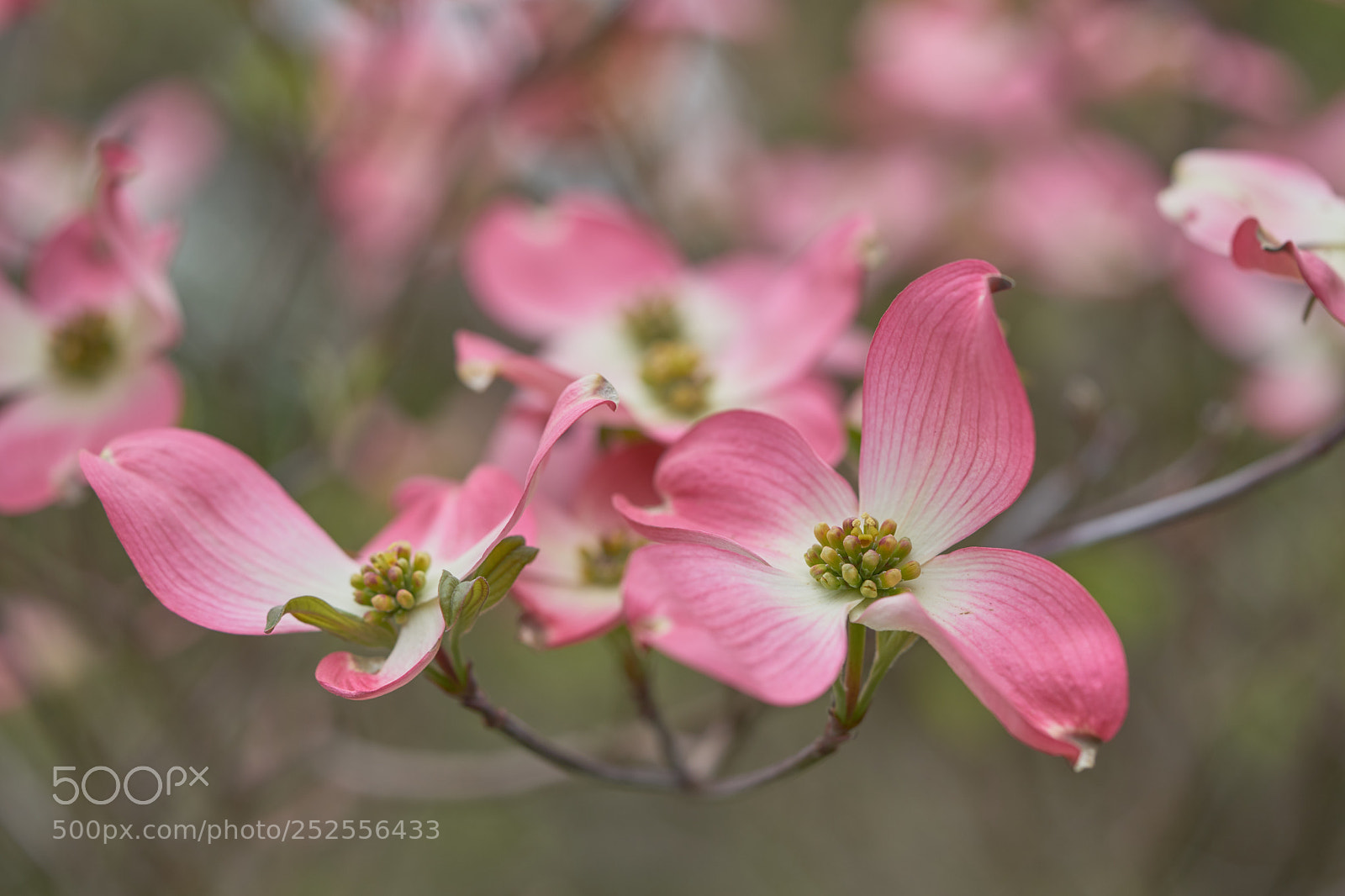 Sony a7 sample photo. Flowers 6377 photography