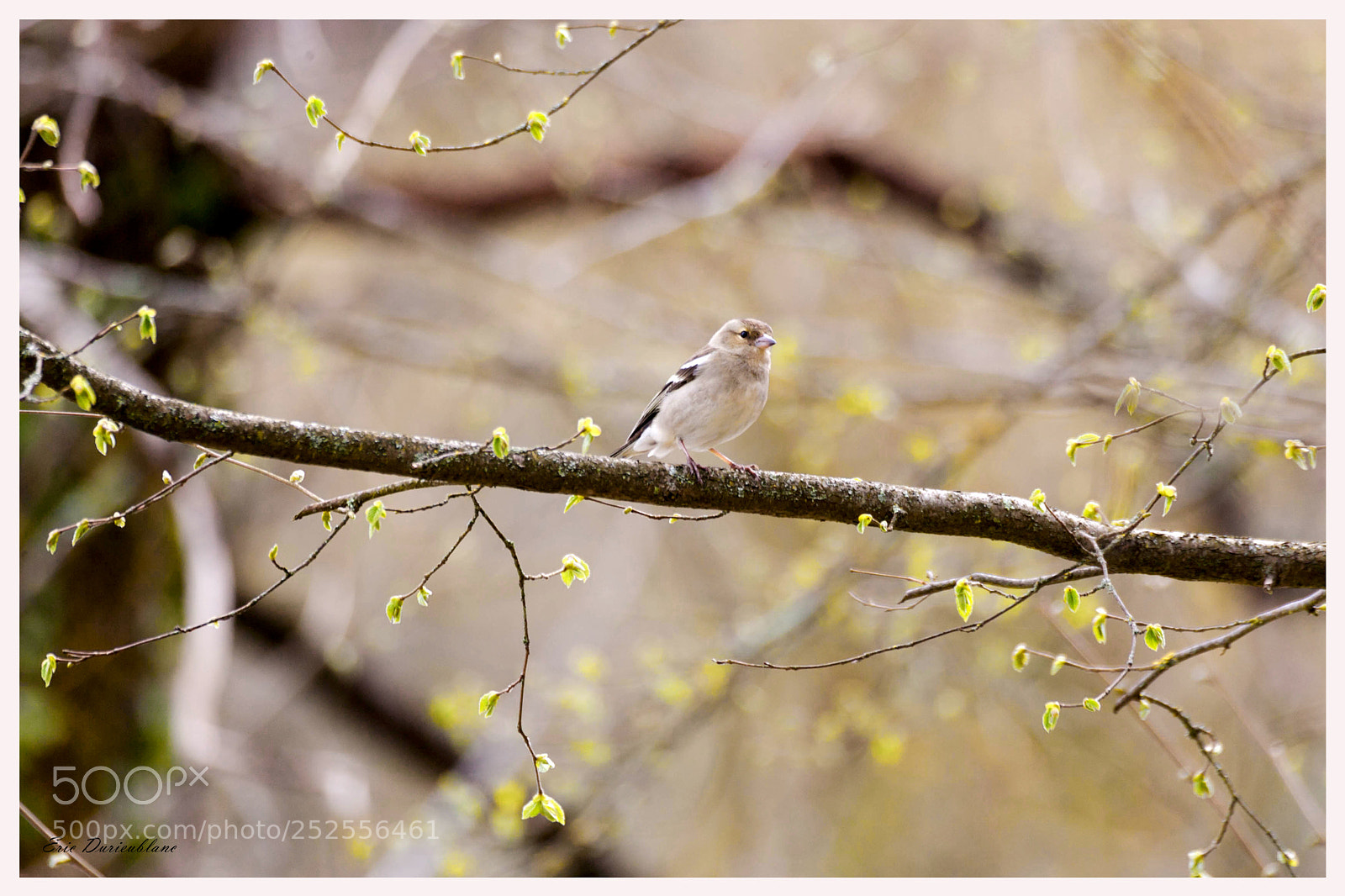Canon EOS-1D Mark II sample photo. Untitled photography