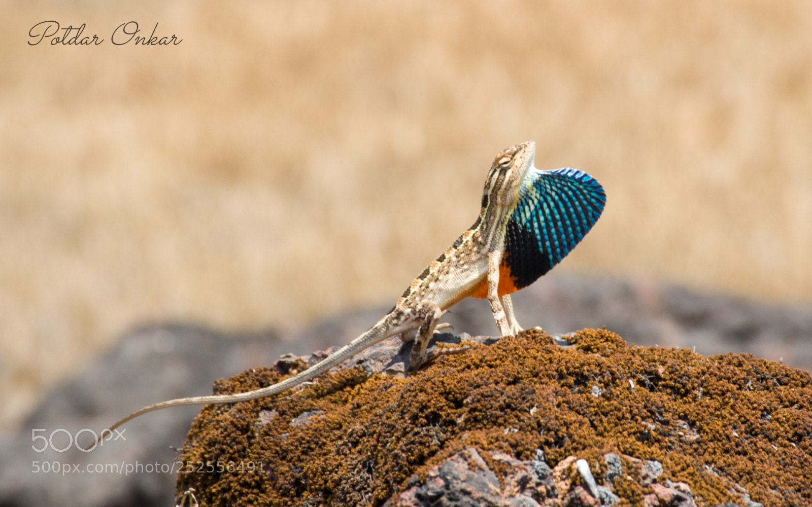 Nikon D7000 sample photo. Fan throated lizard photography