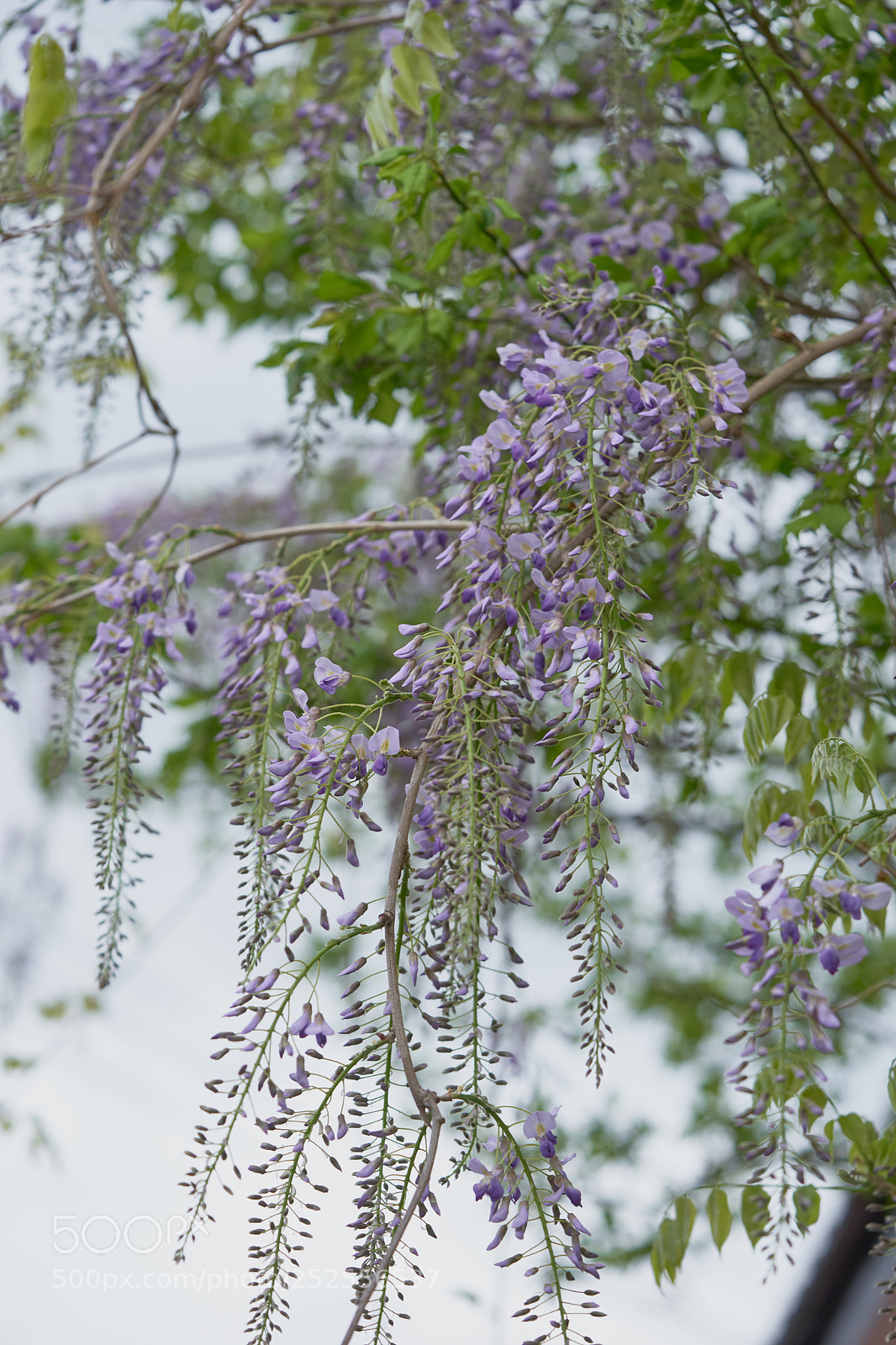 Sony a7 sample photo. Flowers 6378 photography