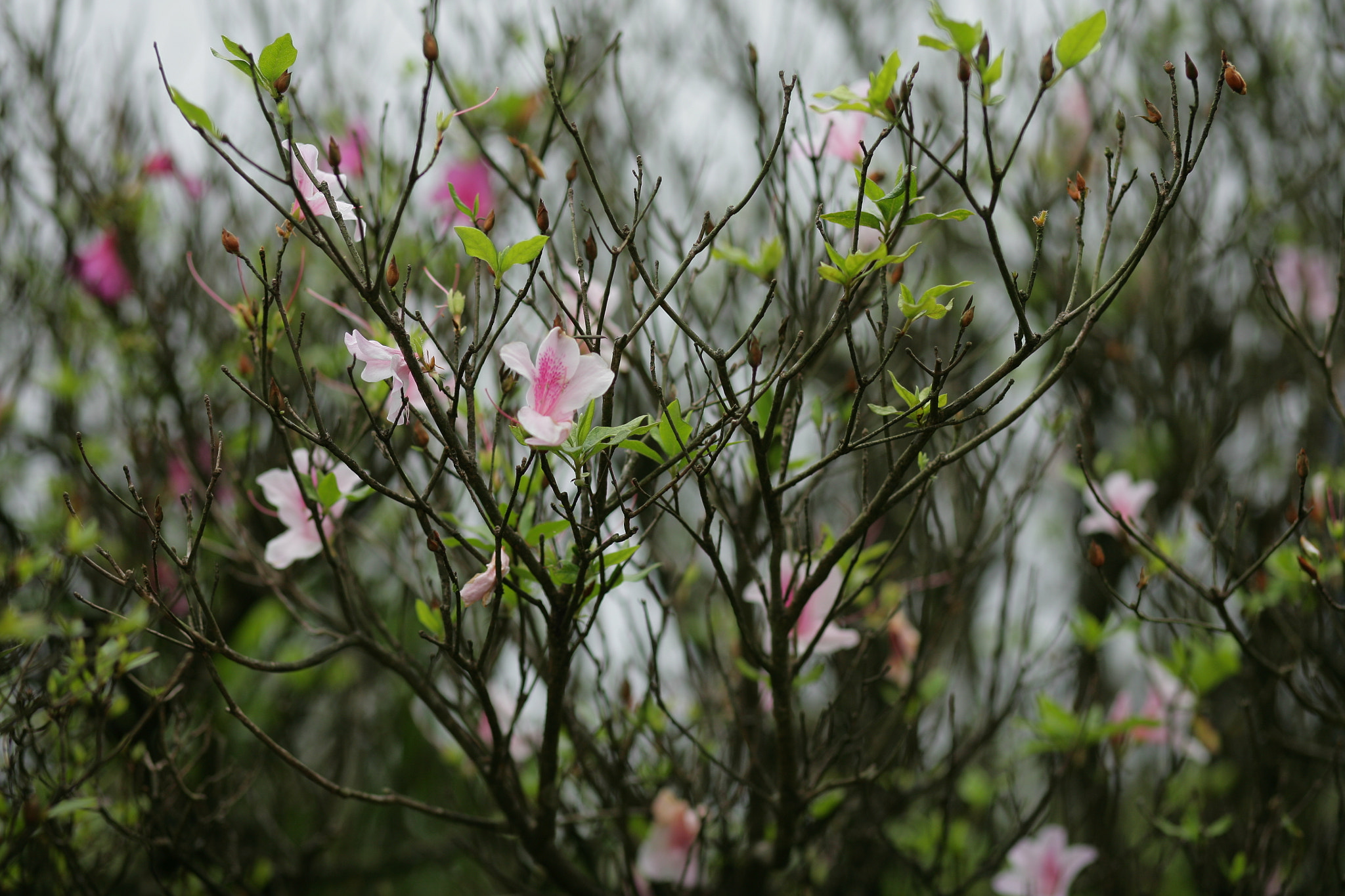 Canon EF 85mm F1.8 USM sample photo. Img photography