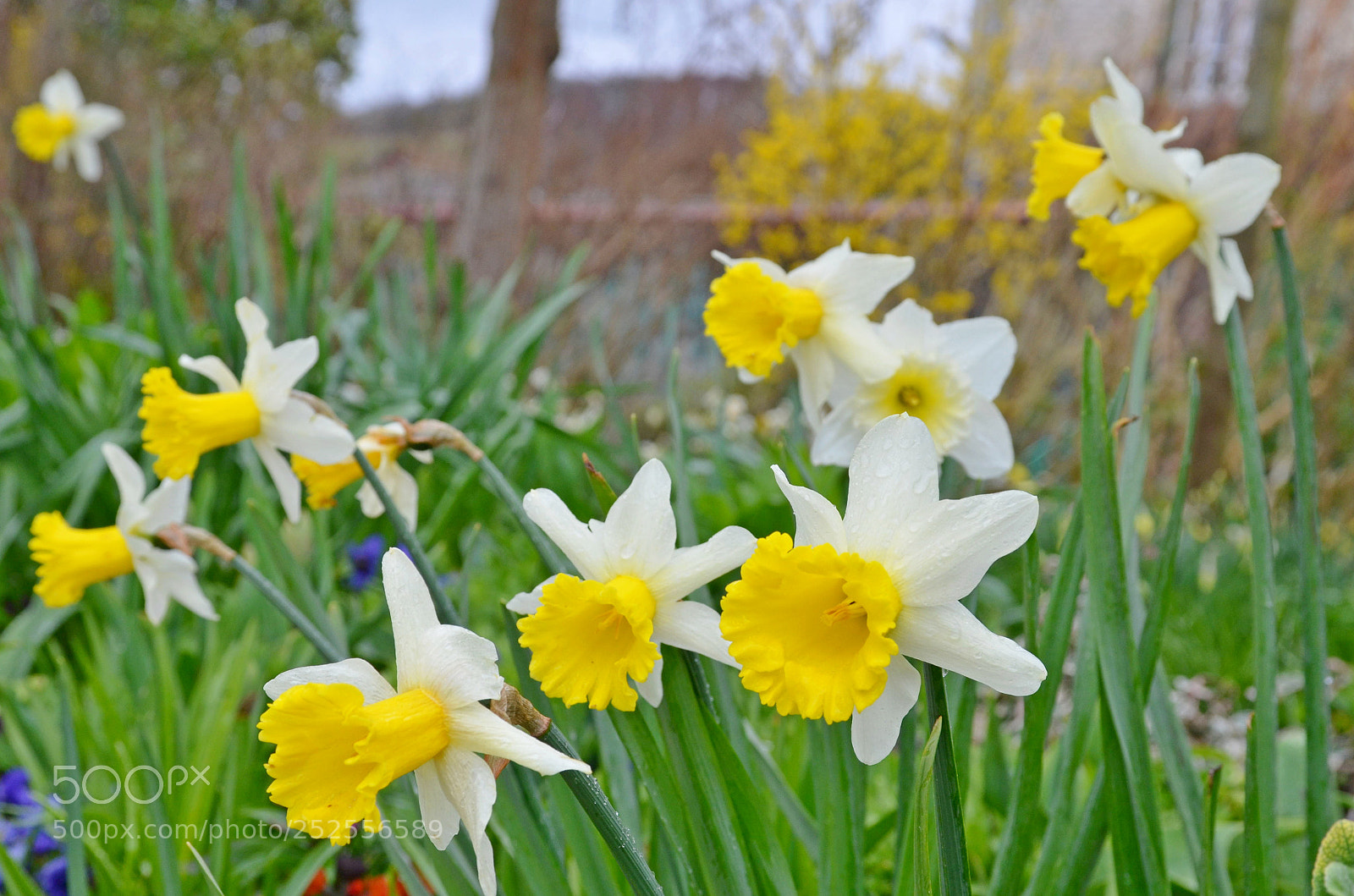 Nikon D7000 sample photo. Monetflowers photography